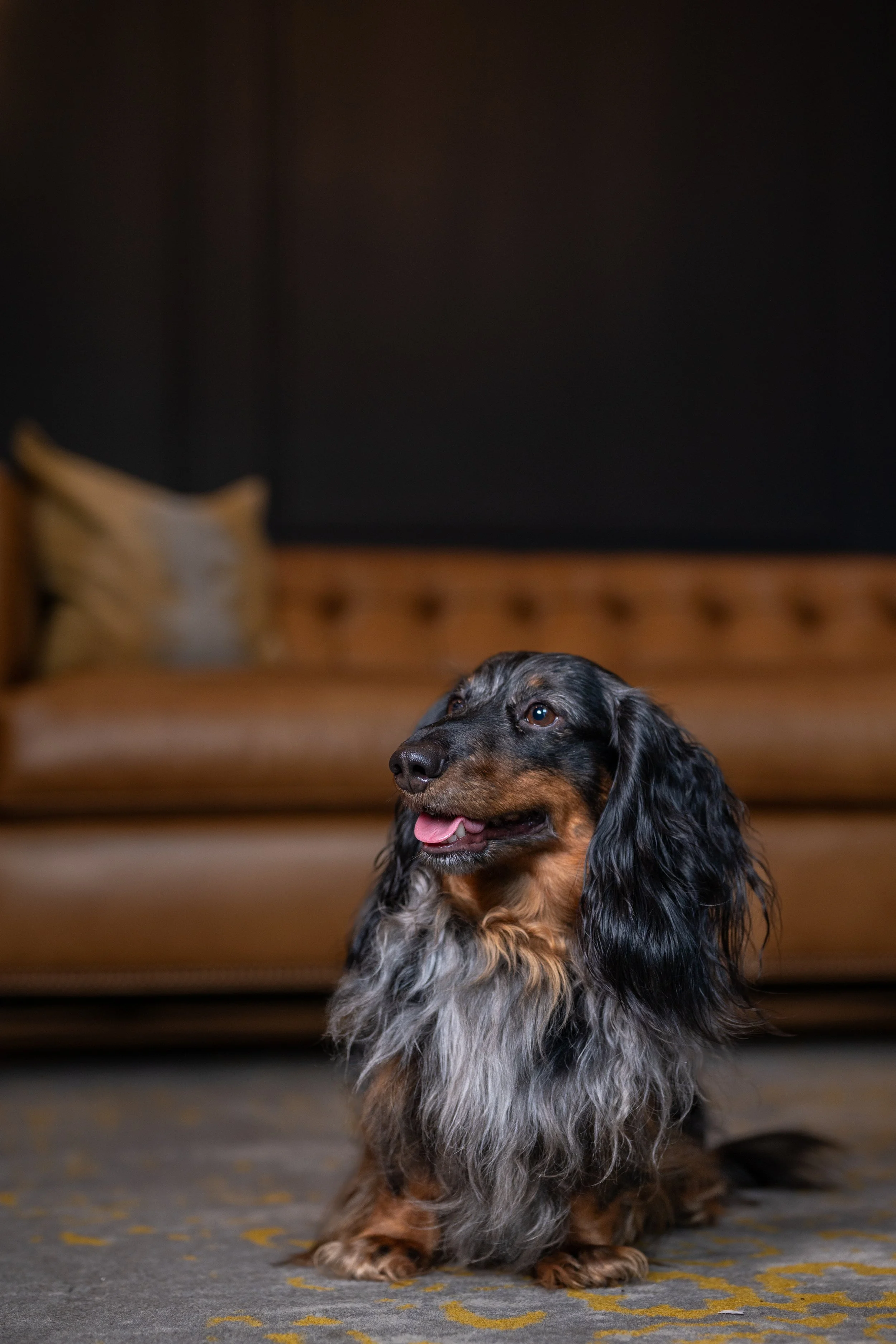 A long-haired Dachshund sitting on a patterned carpet in front of a brown leather couch with pillows, in a living room.