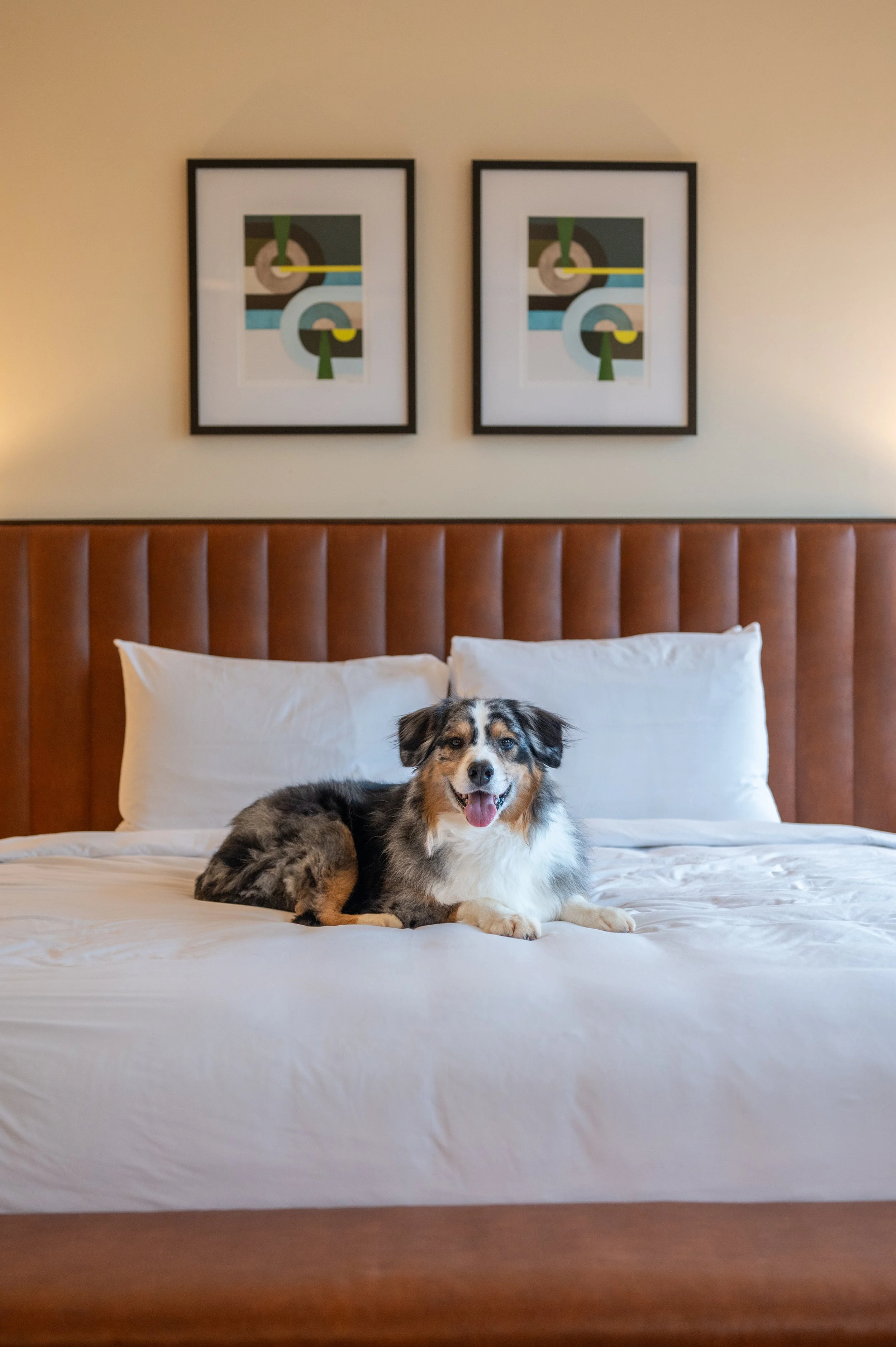 A happy Australian Shepherd dog photography business pet