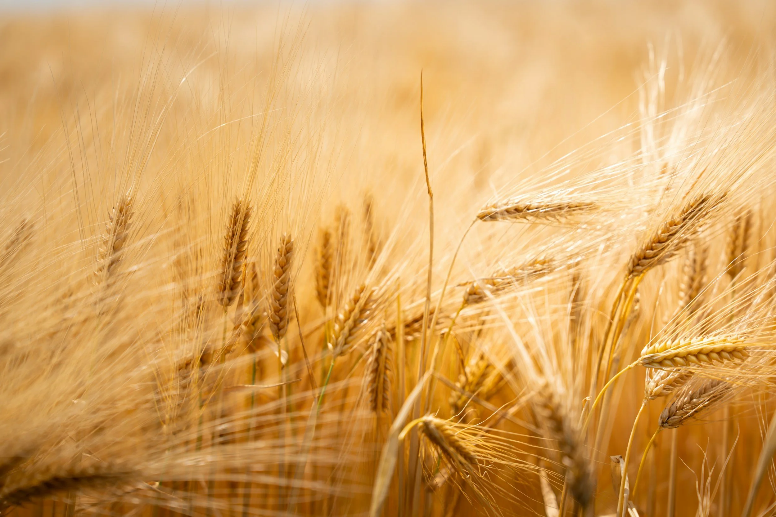 Um agricultor bem-sucedido