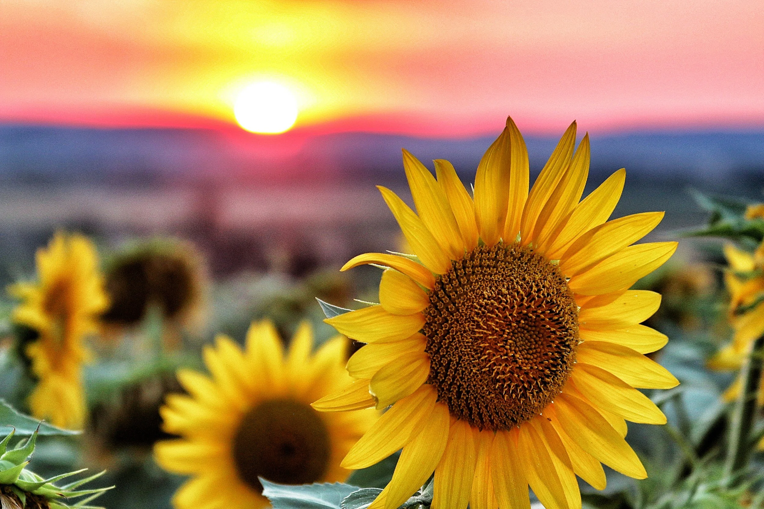 Olhando para o sol