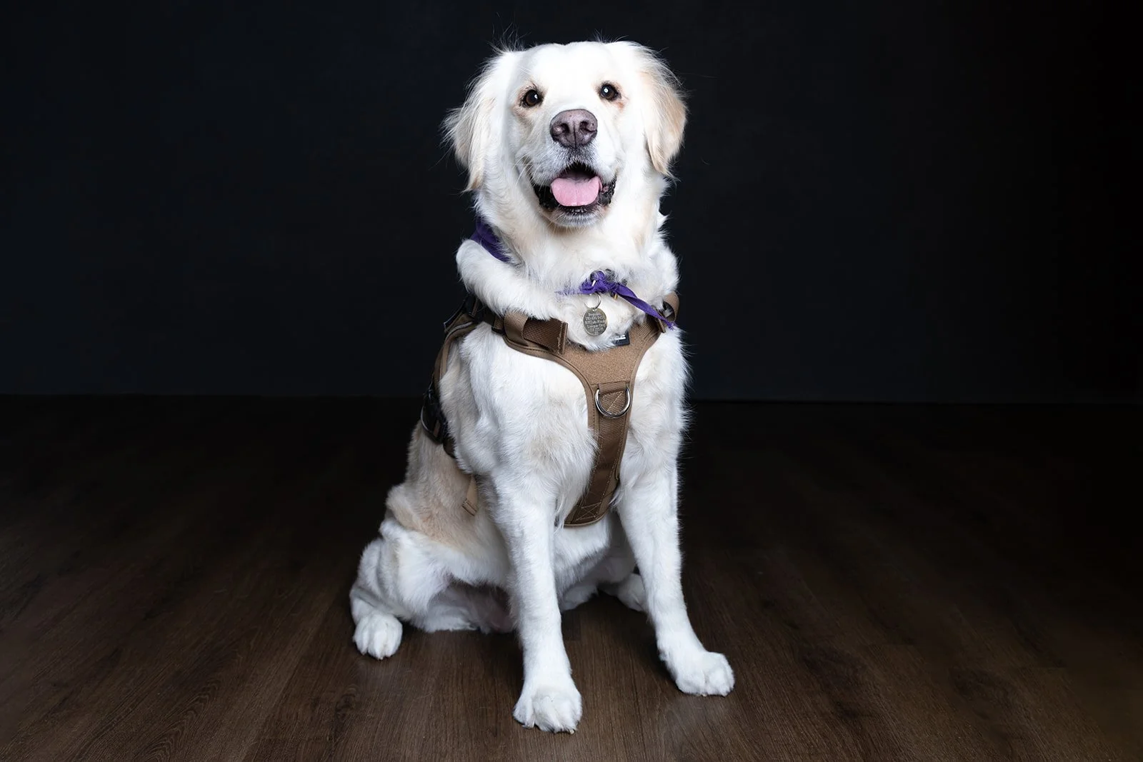 Therapy Dog League City