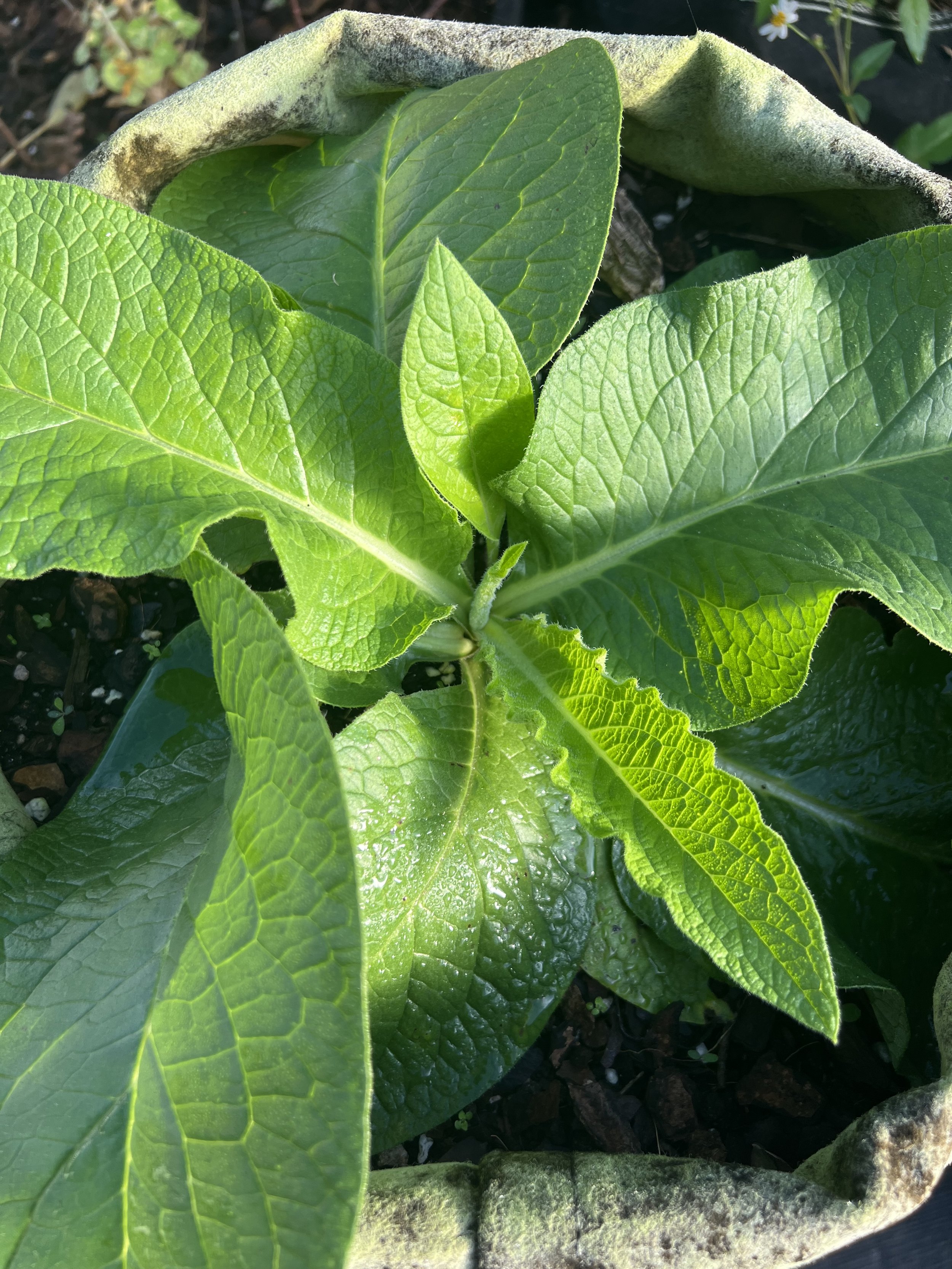 PLANTS - Herbs