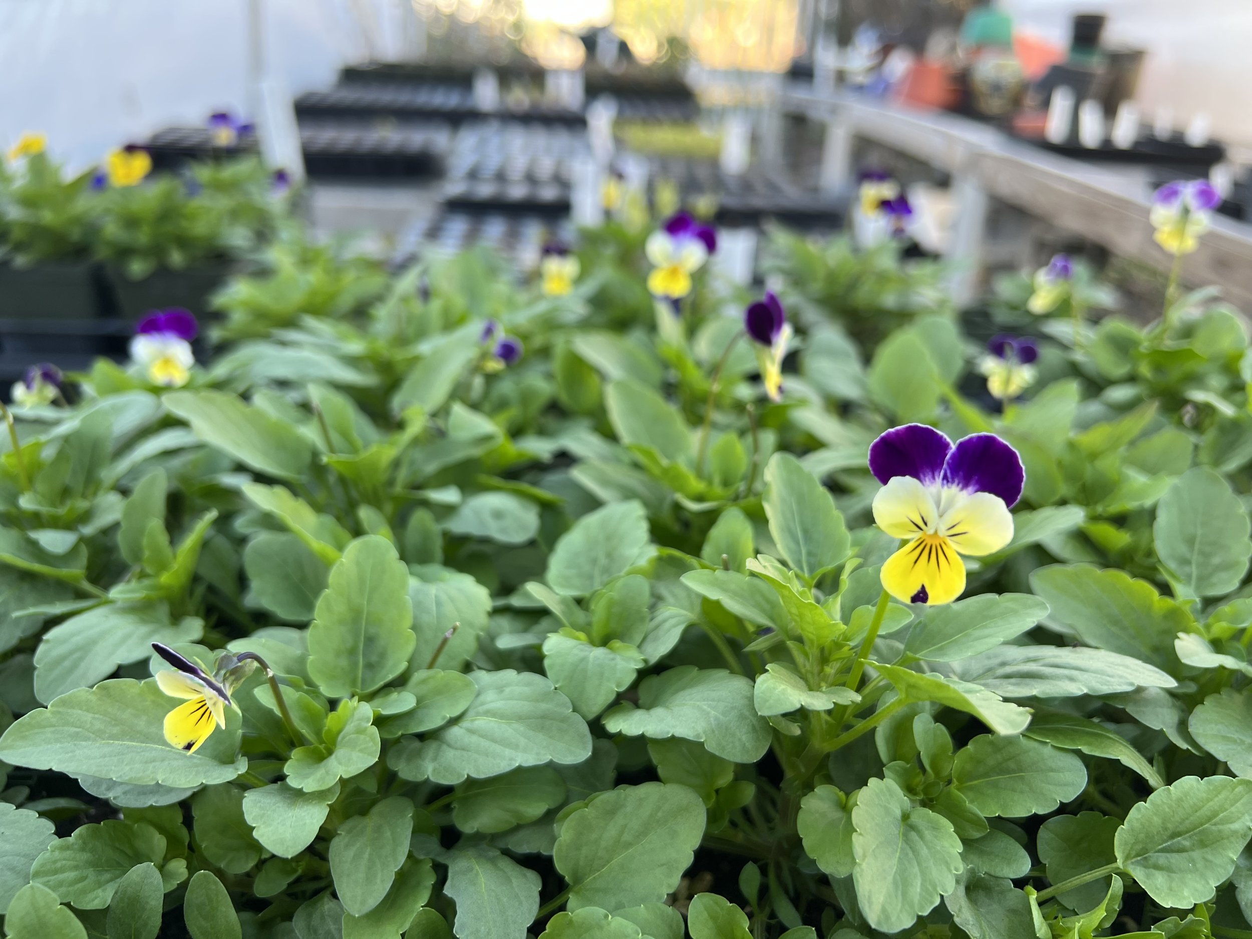 PLANTS - Flowers