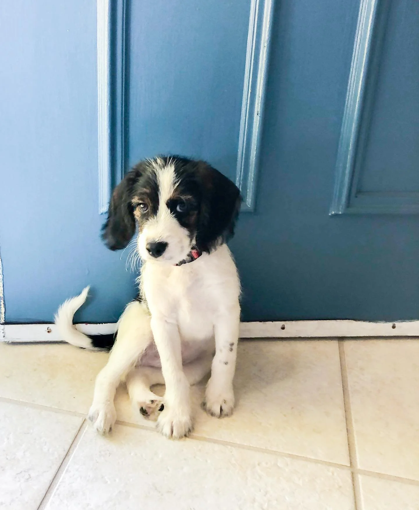 Cody boy&rsquo;s official IG introduction 🐶 He&rsquo;s a beagle mini golden doodle mix and joined our family last Friday!

He just had his health exam and at 9 weeks is 7.2 lbs. 
🐾🐾🐾🐾

#puppy #dogsofinstagram