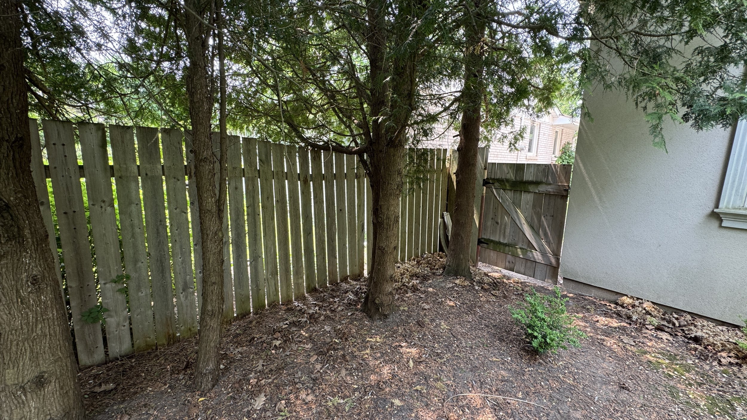 Backyard with three trees, a wooden fence, a shed door, and a small bush, with leaf debris on the ground.