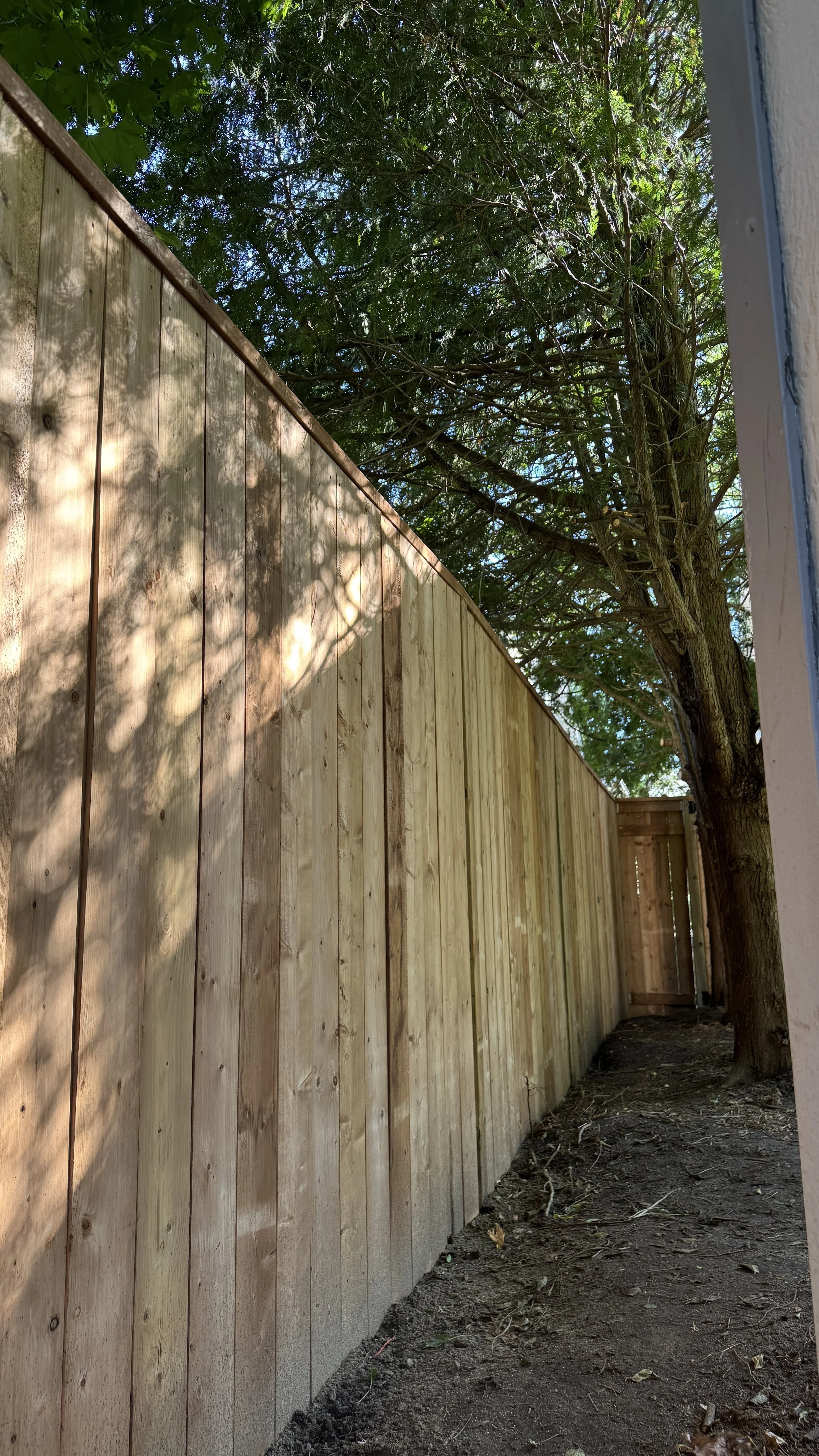 A newly installed wooden privacy fence beside a tree in a yard, with sunlight filtering through the leaves.