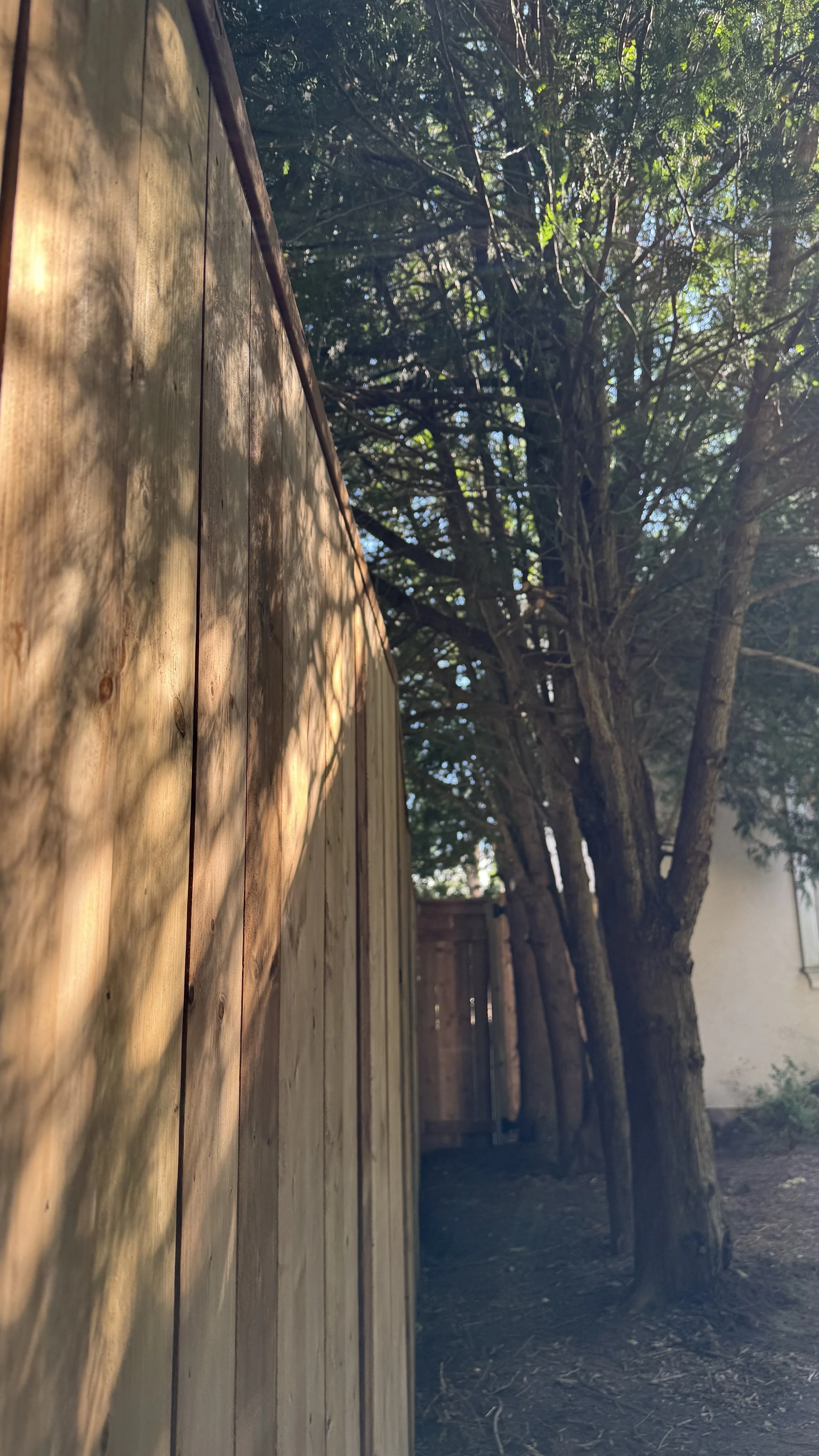 A wooden fence runs alongside a yard with trees, with sunlight casting shadows on the fence.