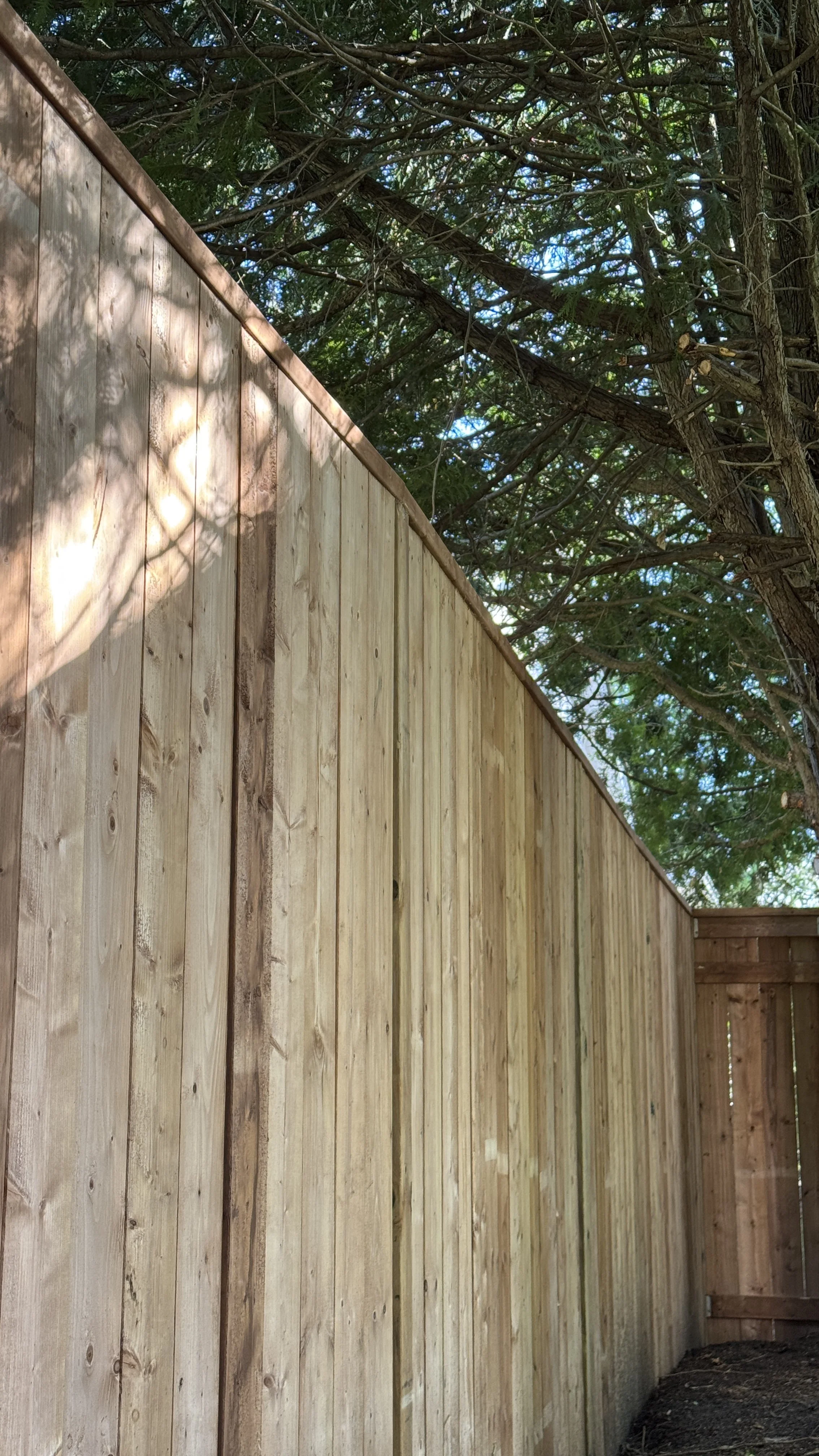 A newly built wooden fence with vertical planks, bordered by trees with dense branches overhead, casting shadows on the fence.