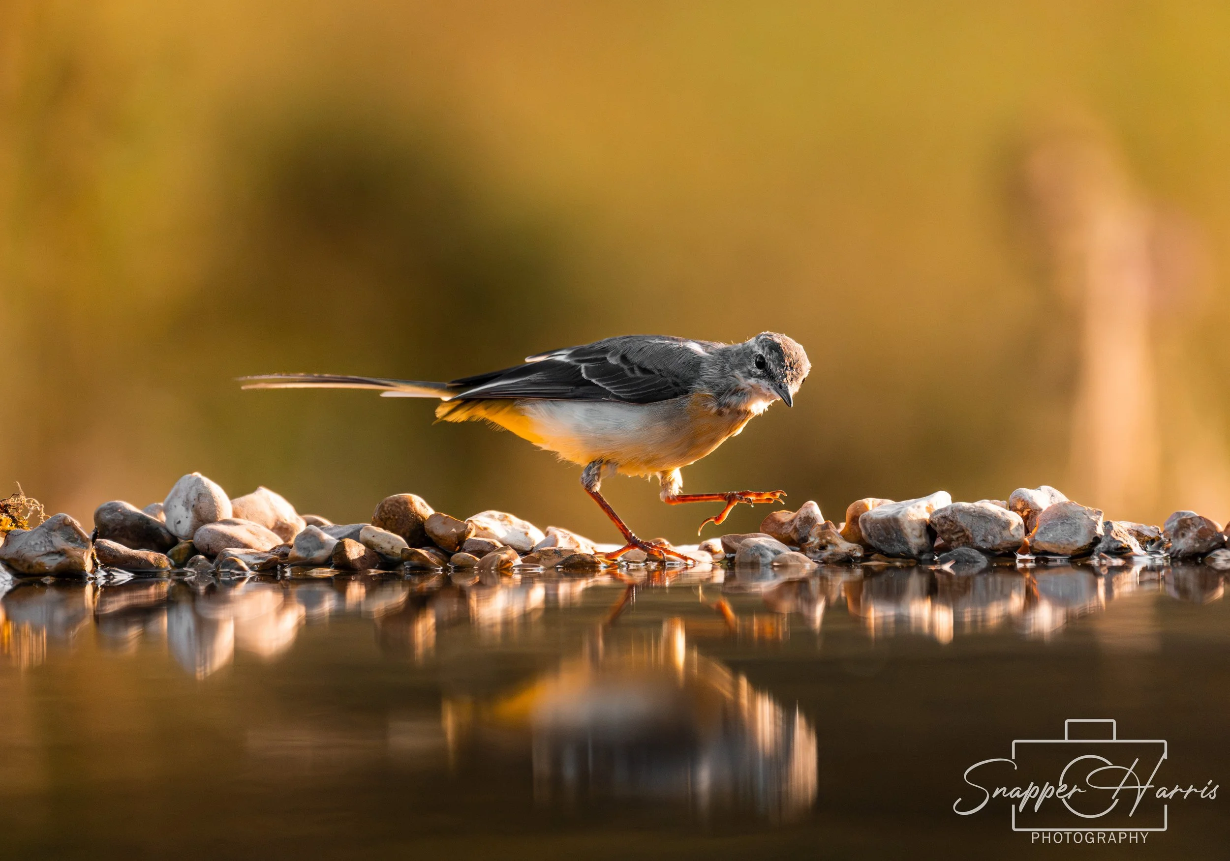 OWLS & KINGFISHER-84.jpg