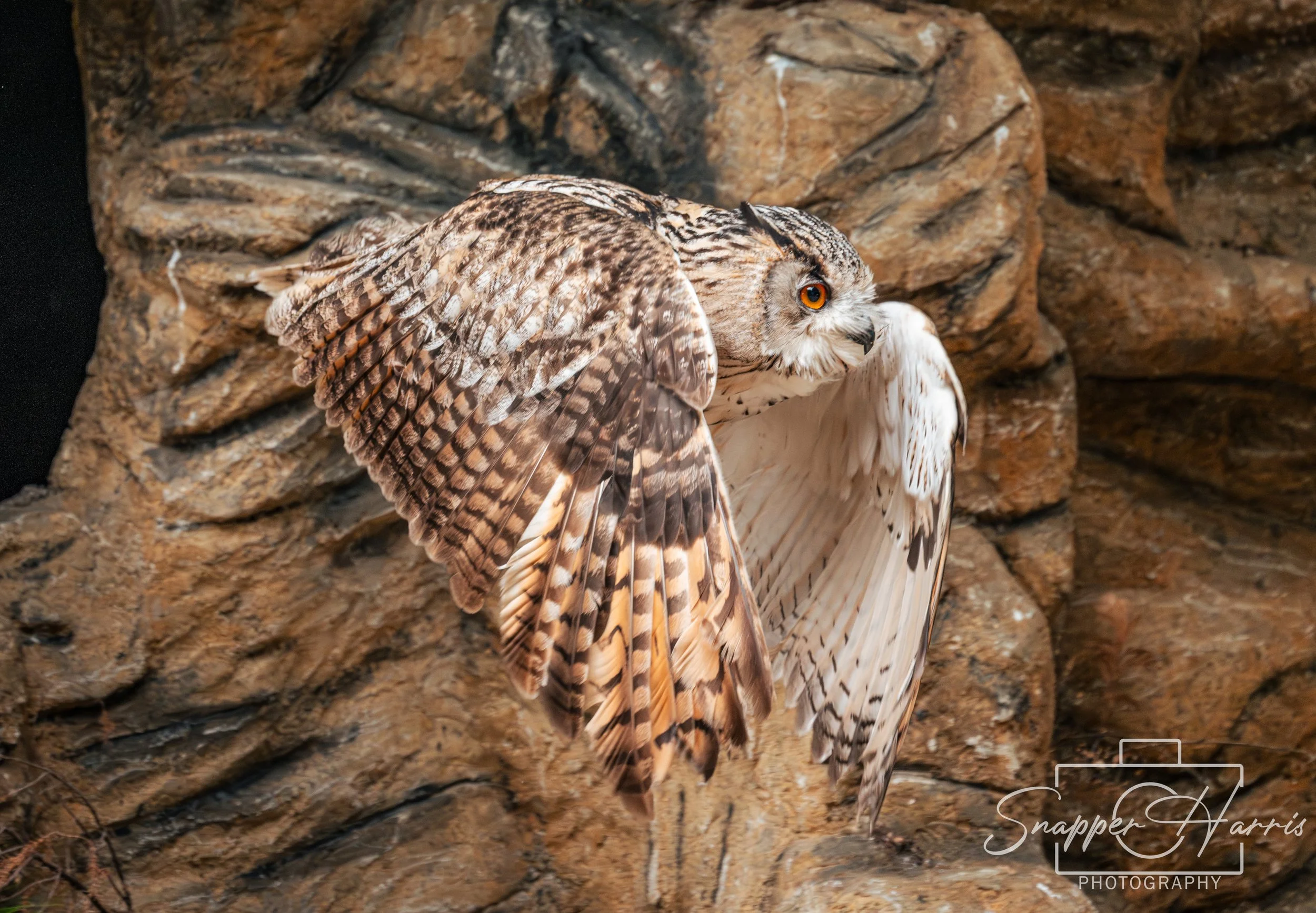 OWLS & KINGFISHER-13.jpg