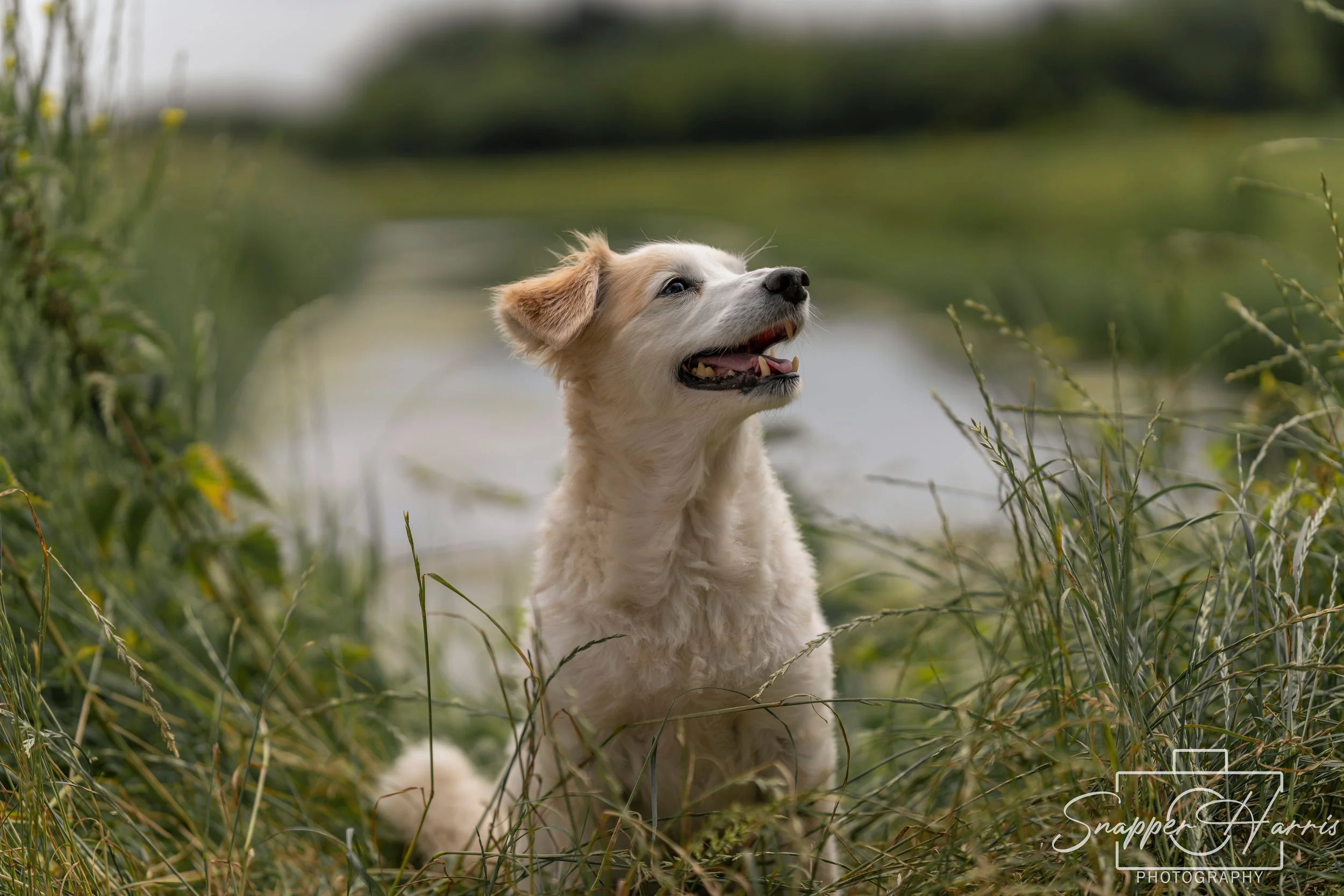 Cute puppy with white and tan fur sitting among tall grasses next to a body of water, looking up with an open mouth, possibly smiling, in a natural outdoor setting.