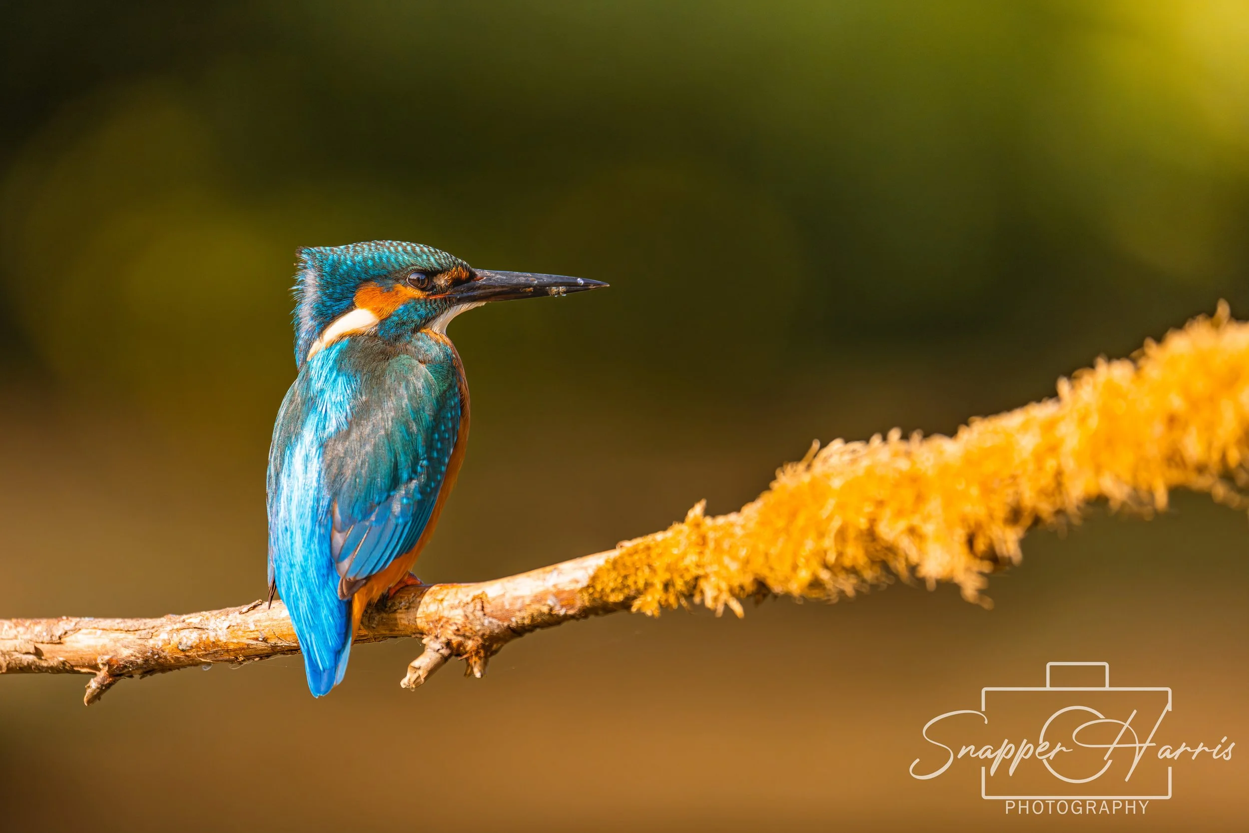 OWLS & KINGFISHER-117.jpg