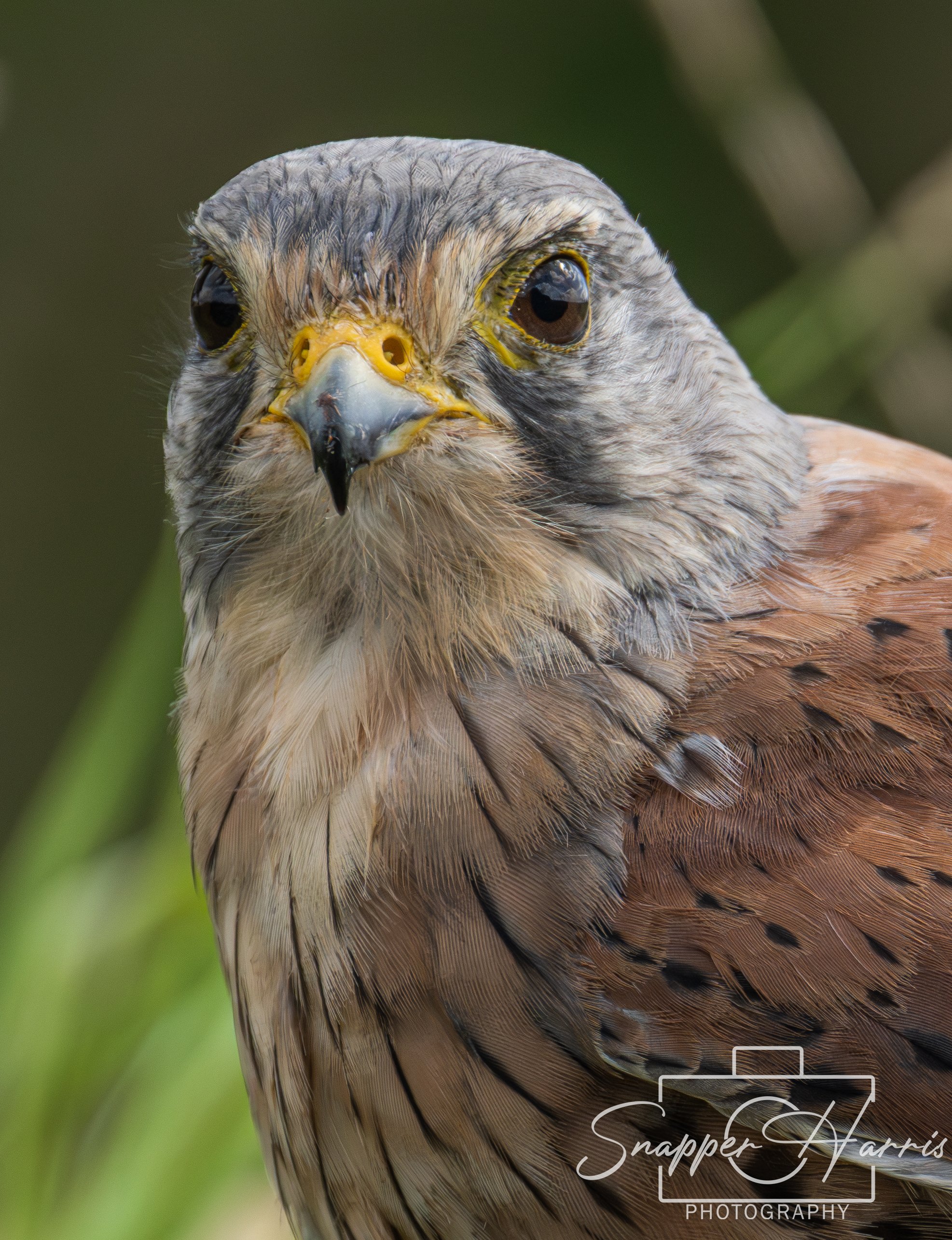 CENTER EYE DOMINANCE 2.jpg