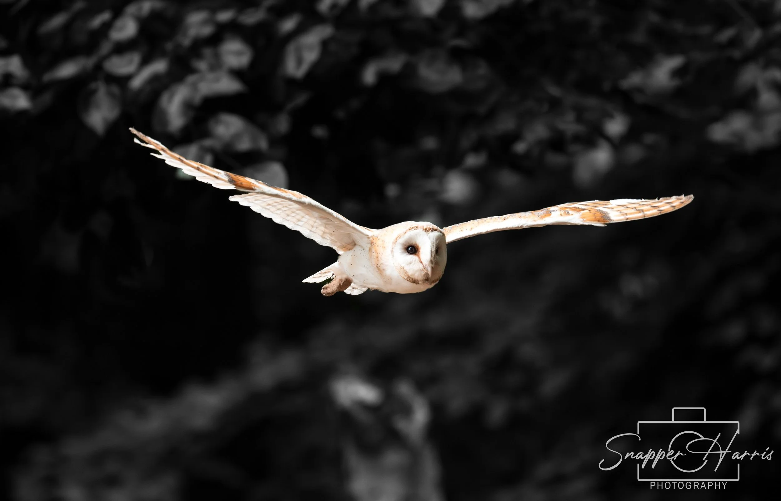 OWLS & KINGFISHER-58.jpg