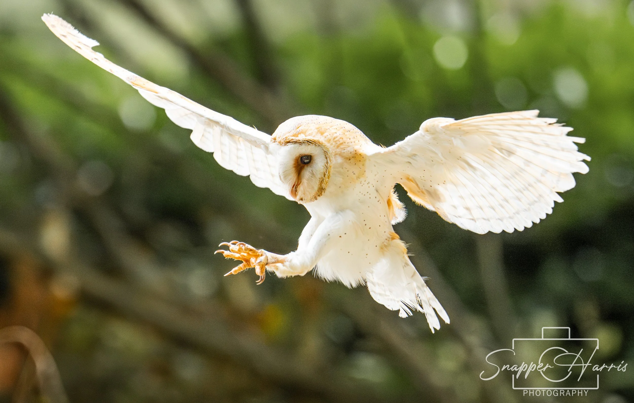 OWLS & KINGFISHER-66.jpg