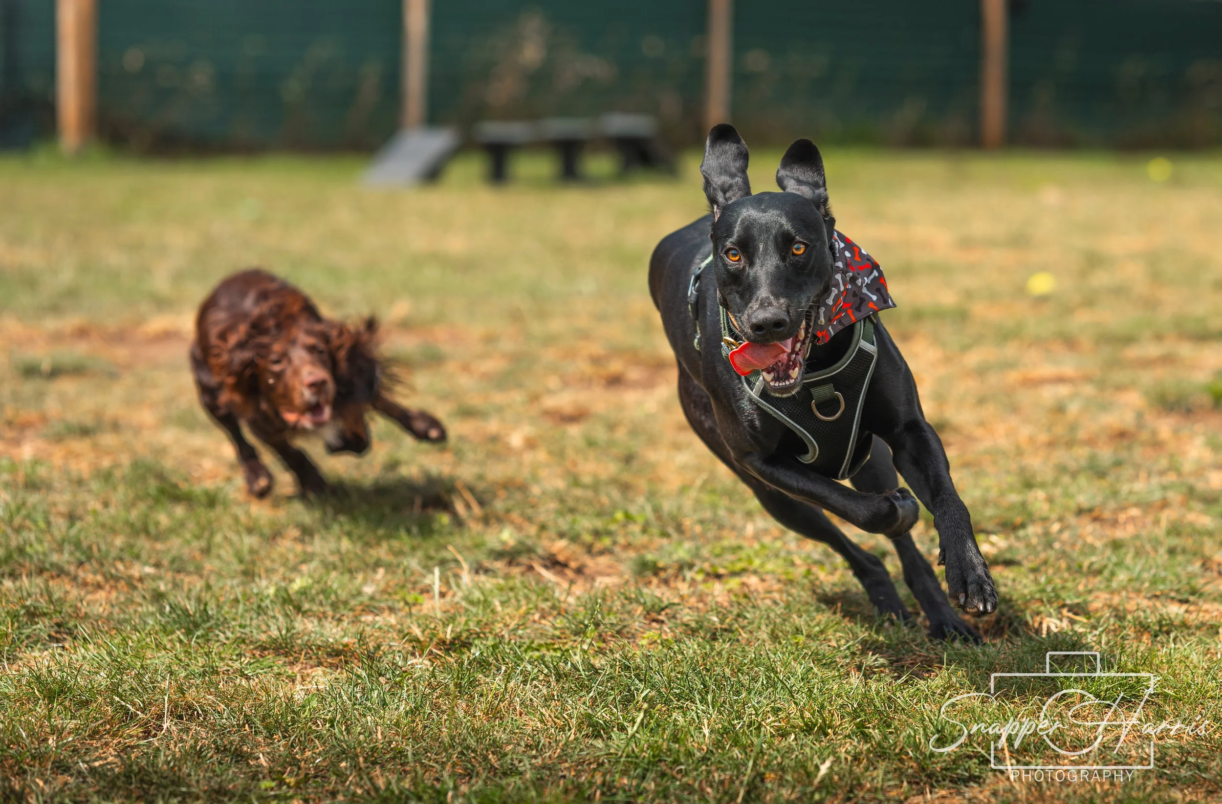 BISCUITS BIRTHDAY 09082025-58.jpg
