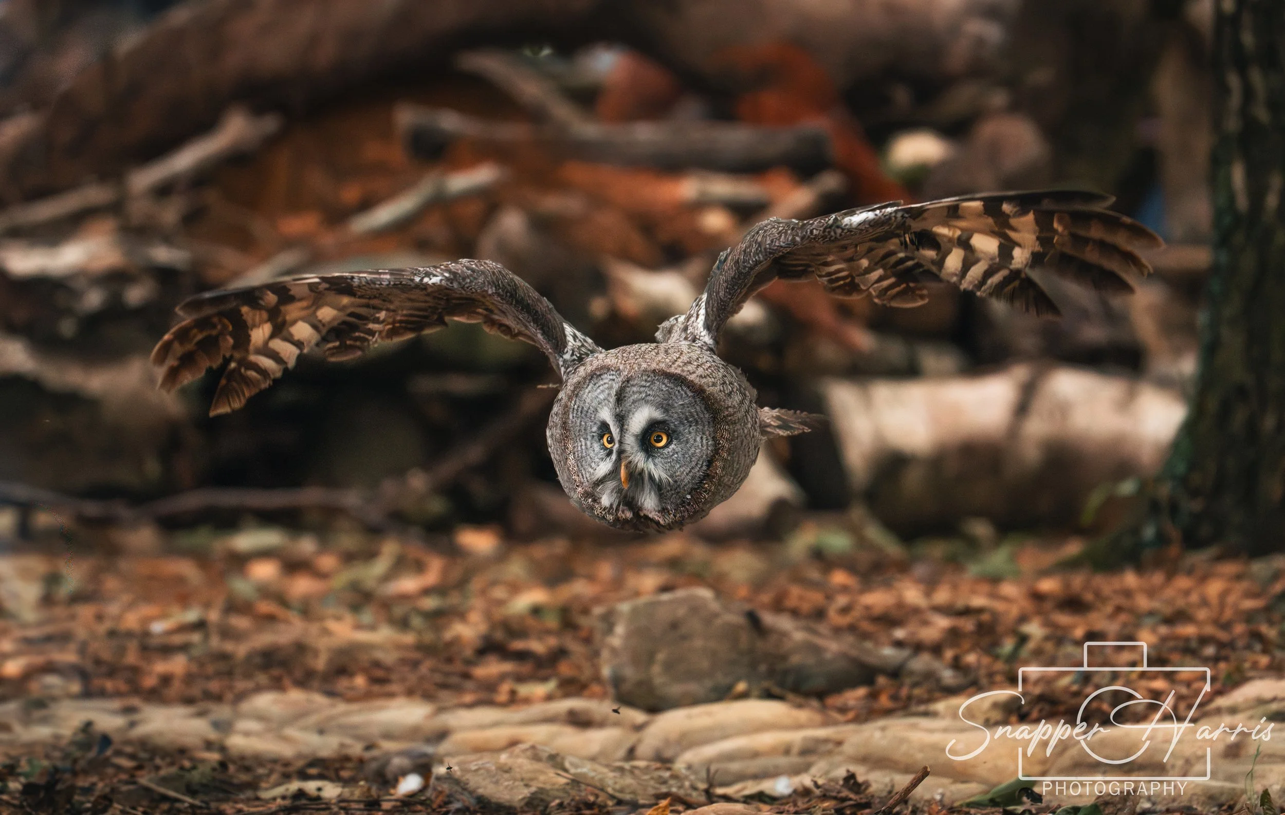 OWLS & KINGFISHER-49.jpg