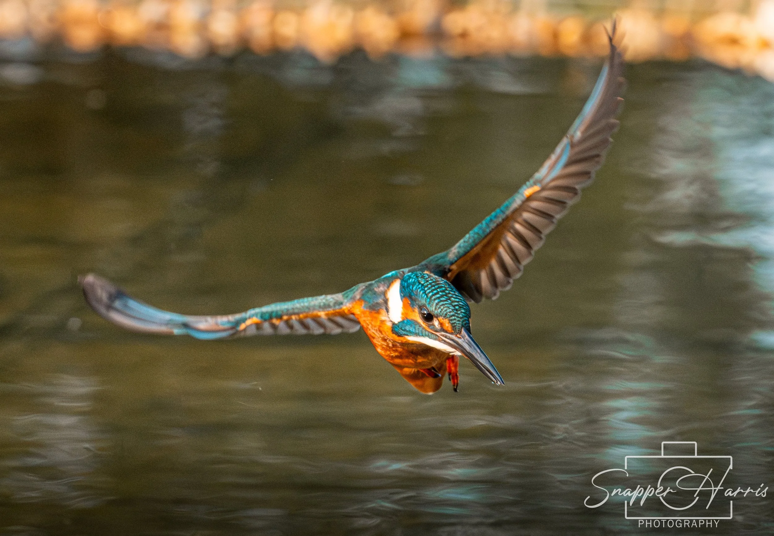 OWLS & KINGFISHER-124.jpg