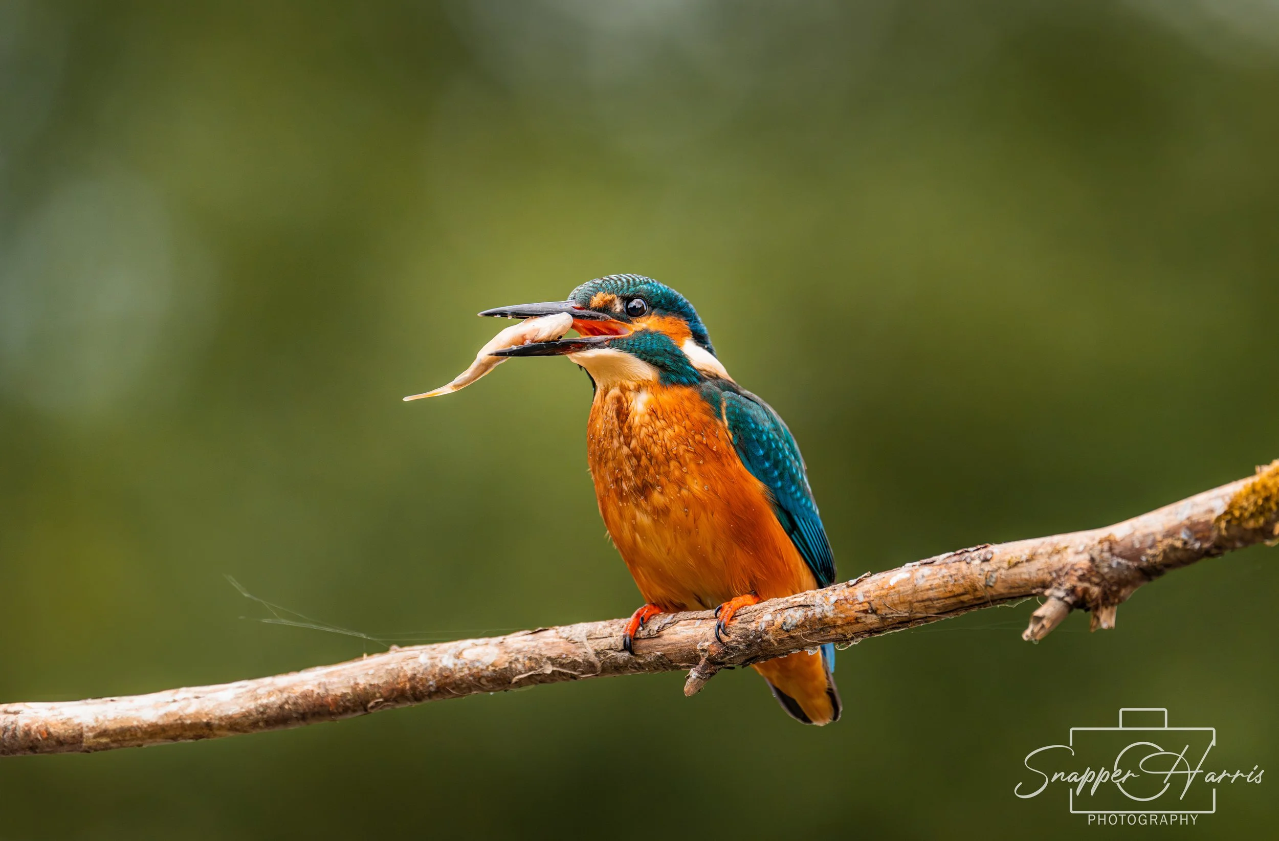 OWLS & KINGFISHER-98.jpg