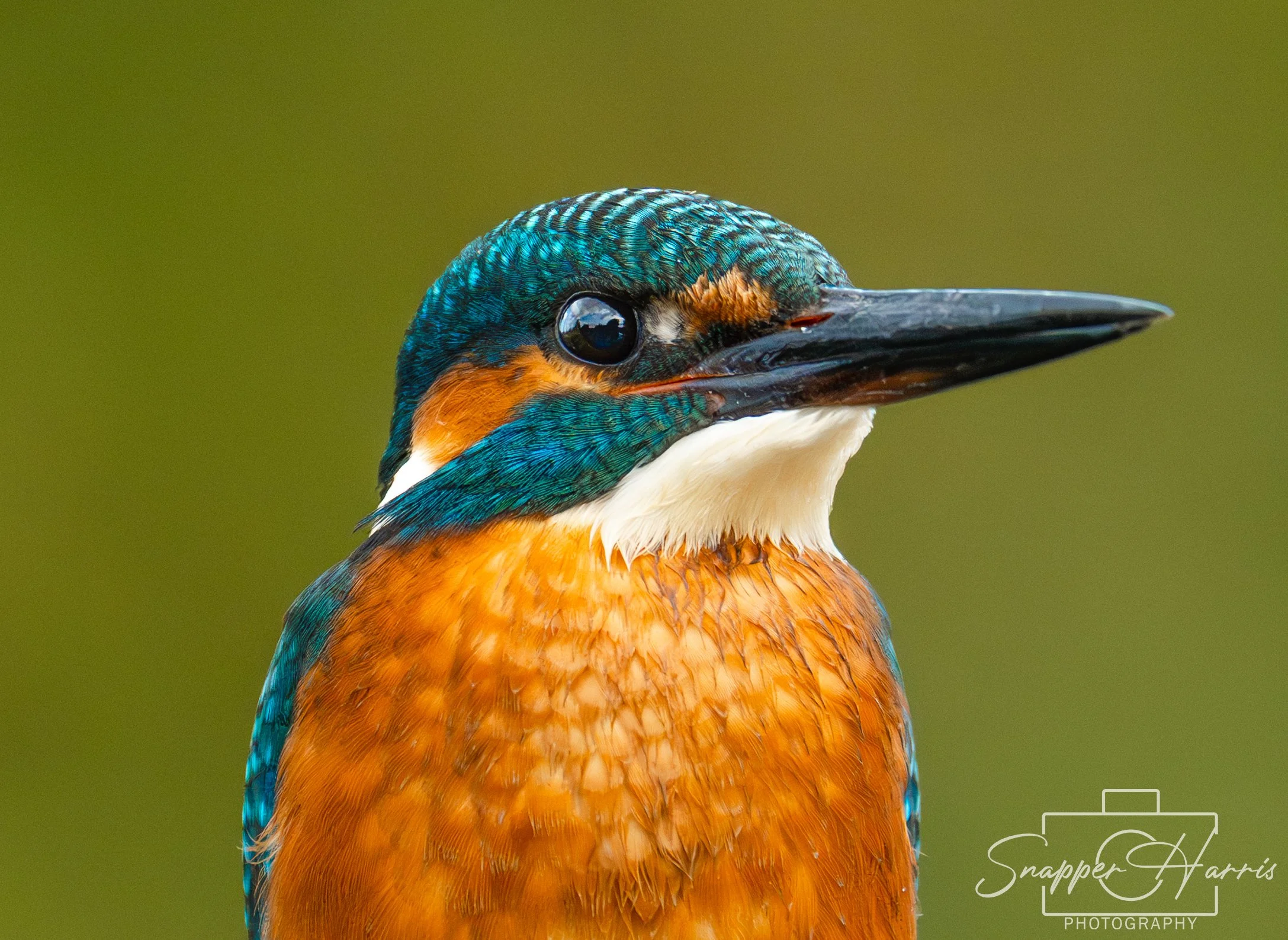 OWLS & KINGFISHER-92.jpg