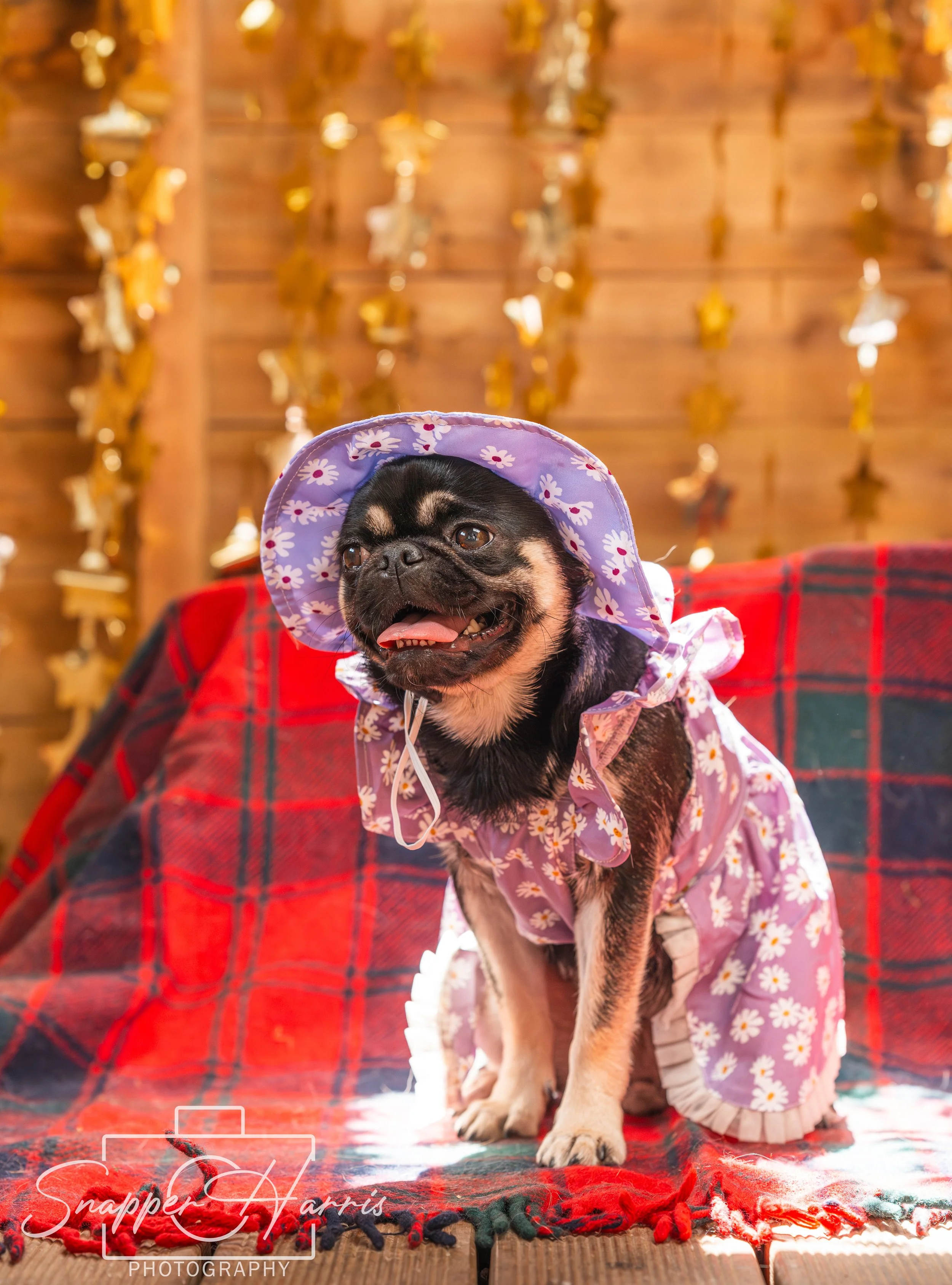 BISCUITS BIRTHDAY 09082025-3.jpg