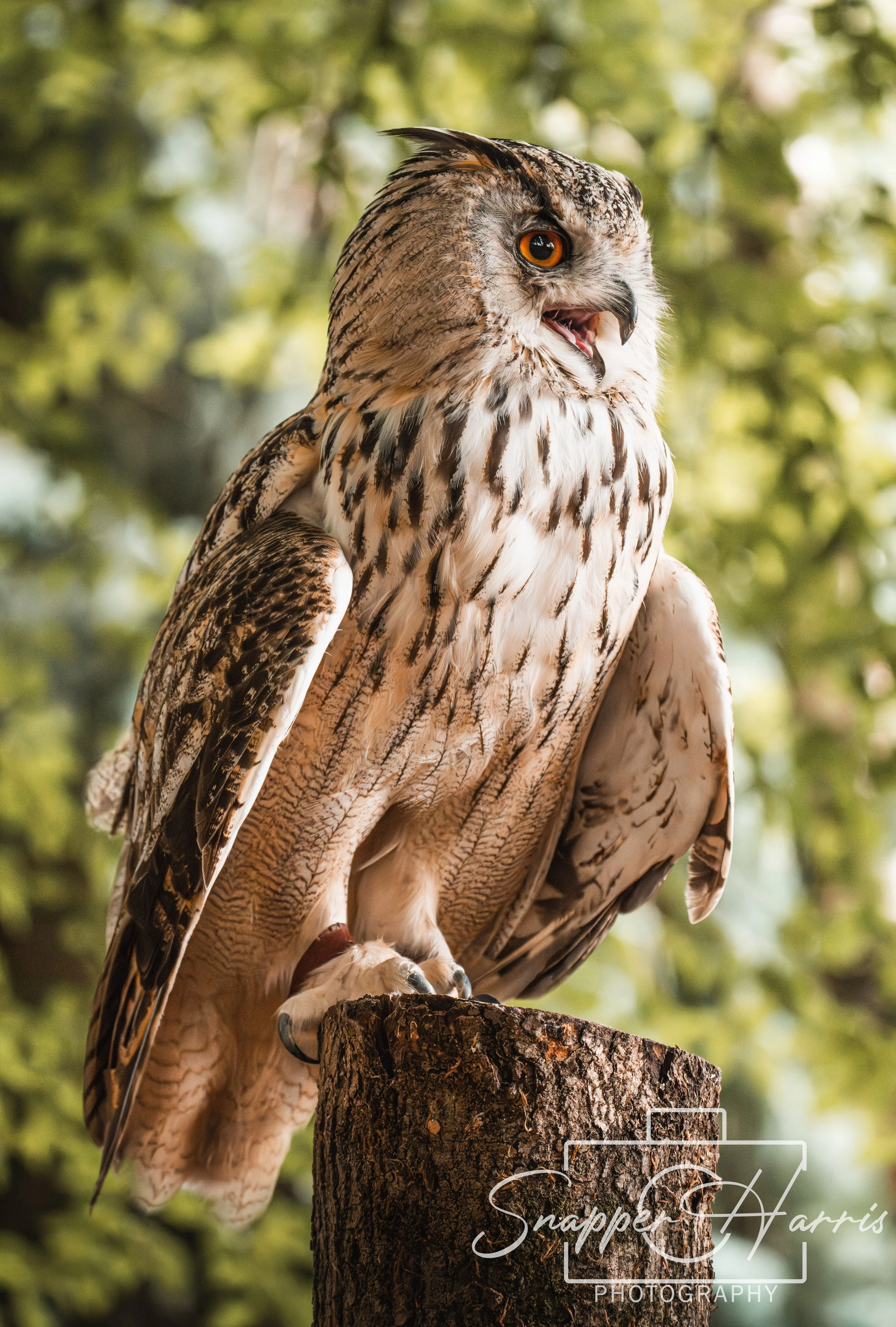 OWLS & KINGFISHER-19.jpg