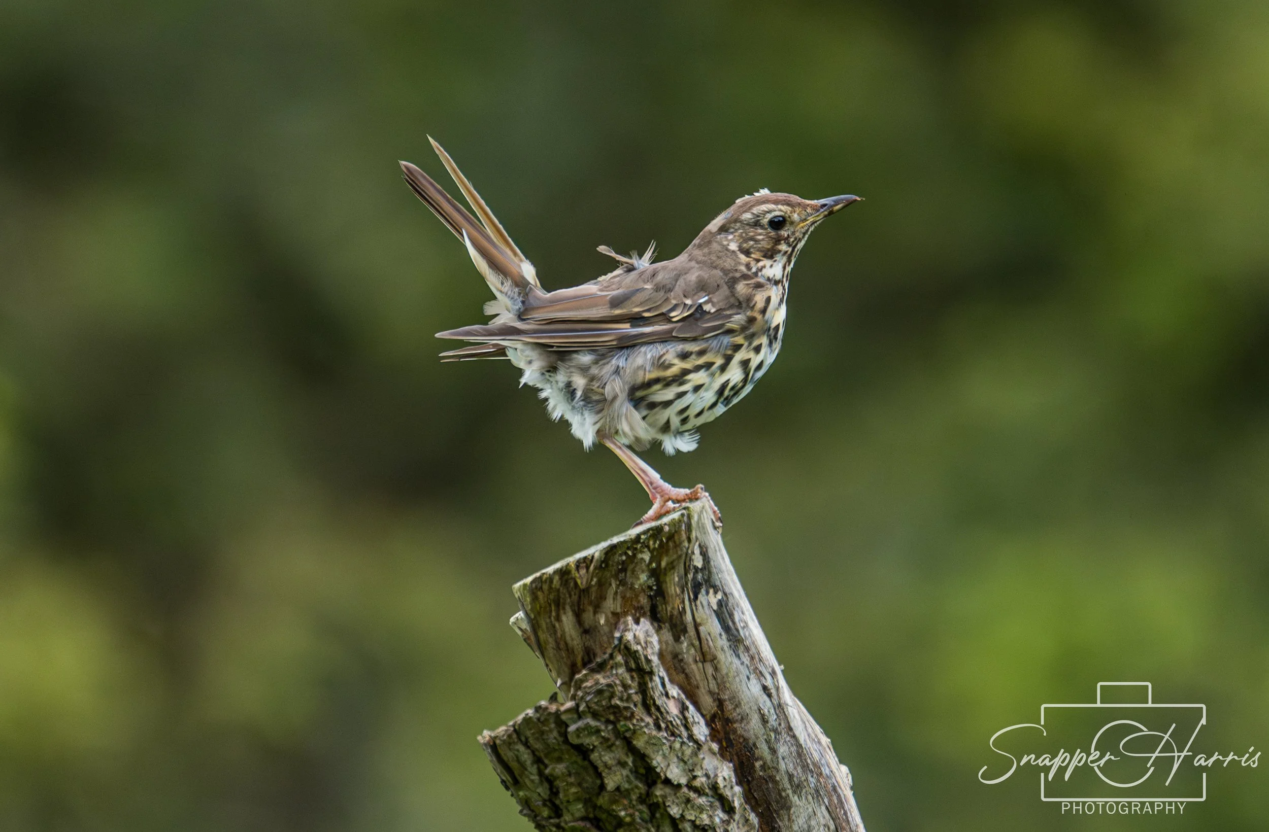 thrush 1.jpg