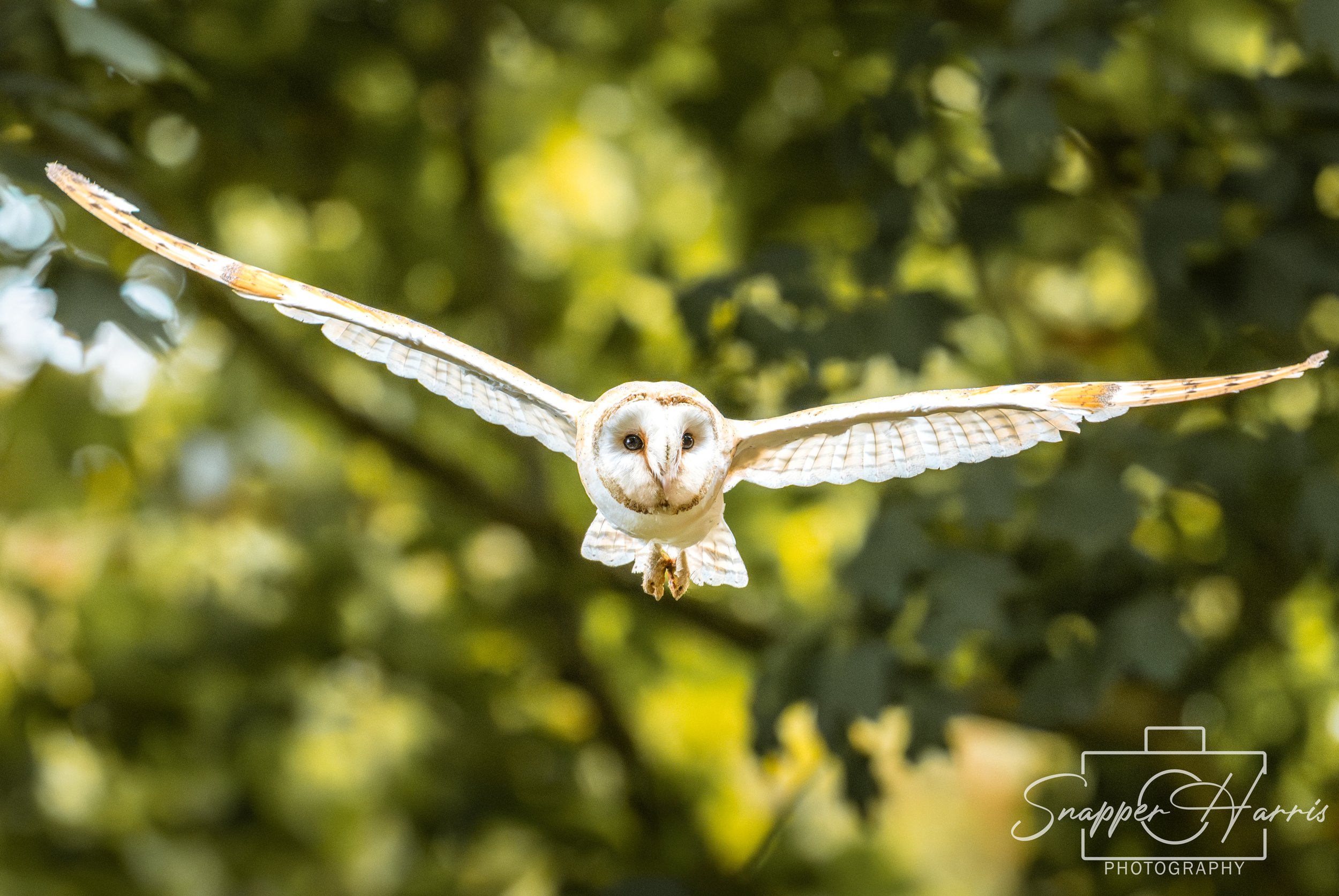 OWLS & KINGFISHER-68.jpg