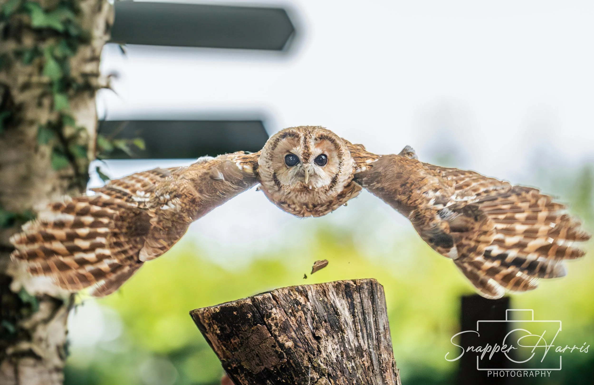 OWLS & KINGFISHER-35.jpg