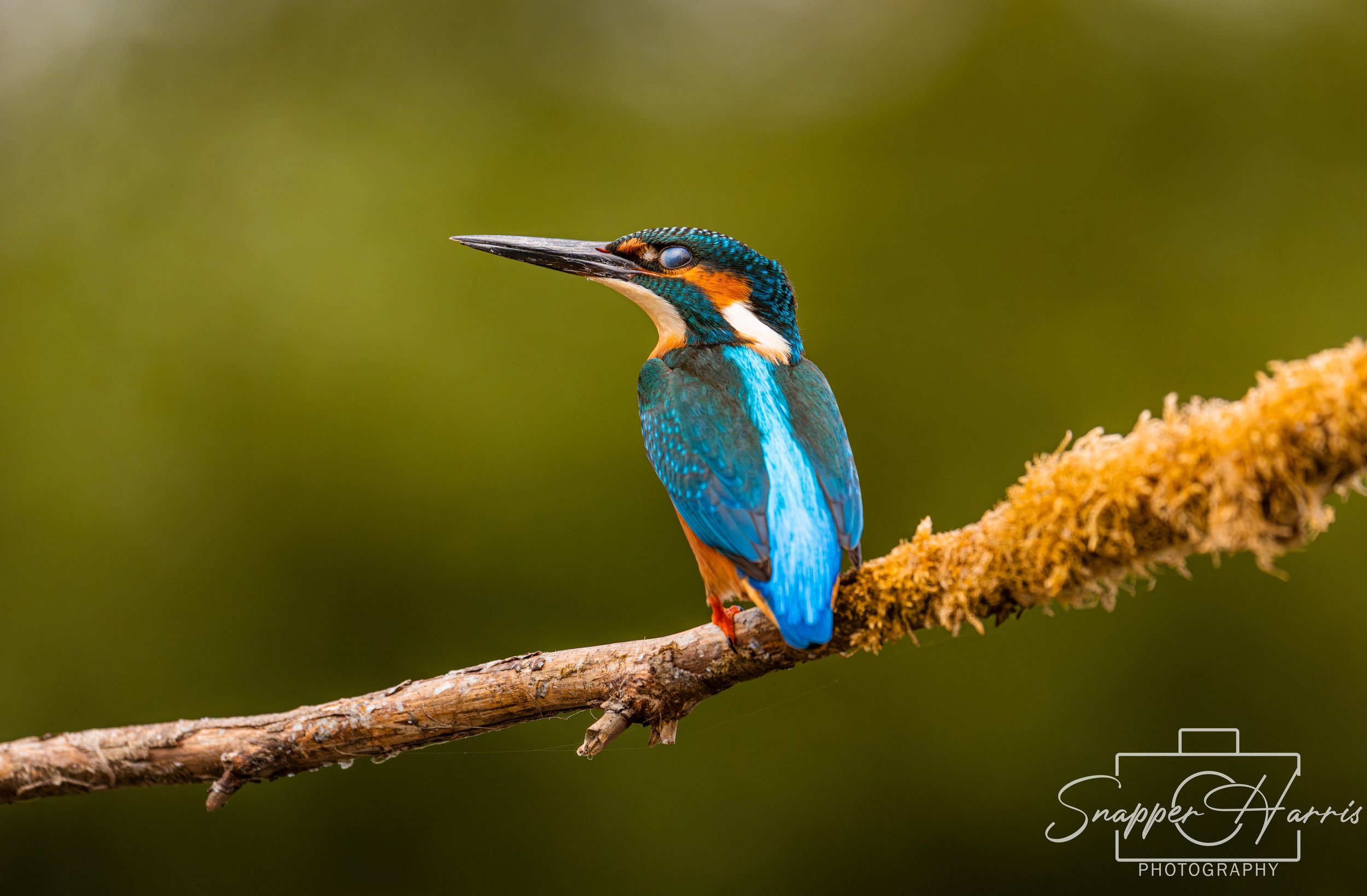 OWLS & KINGFISHER-107.jpg