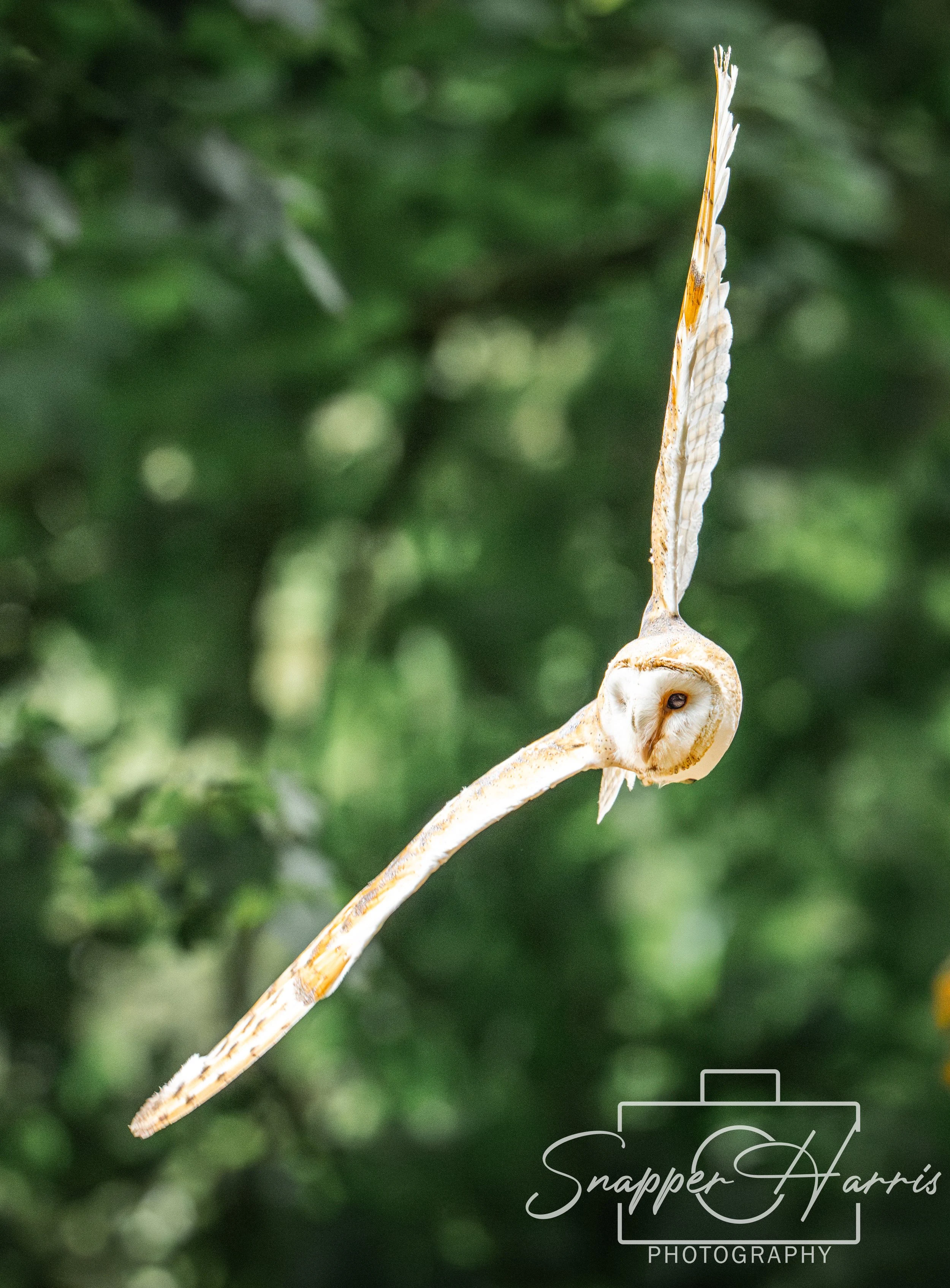 OWLS & KINGFISHER-65.jpg