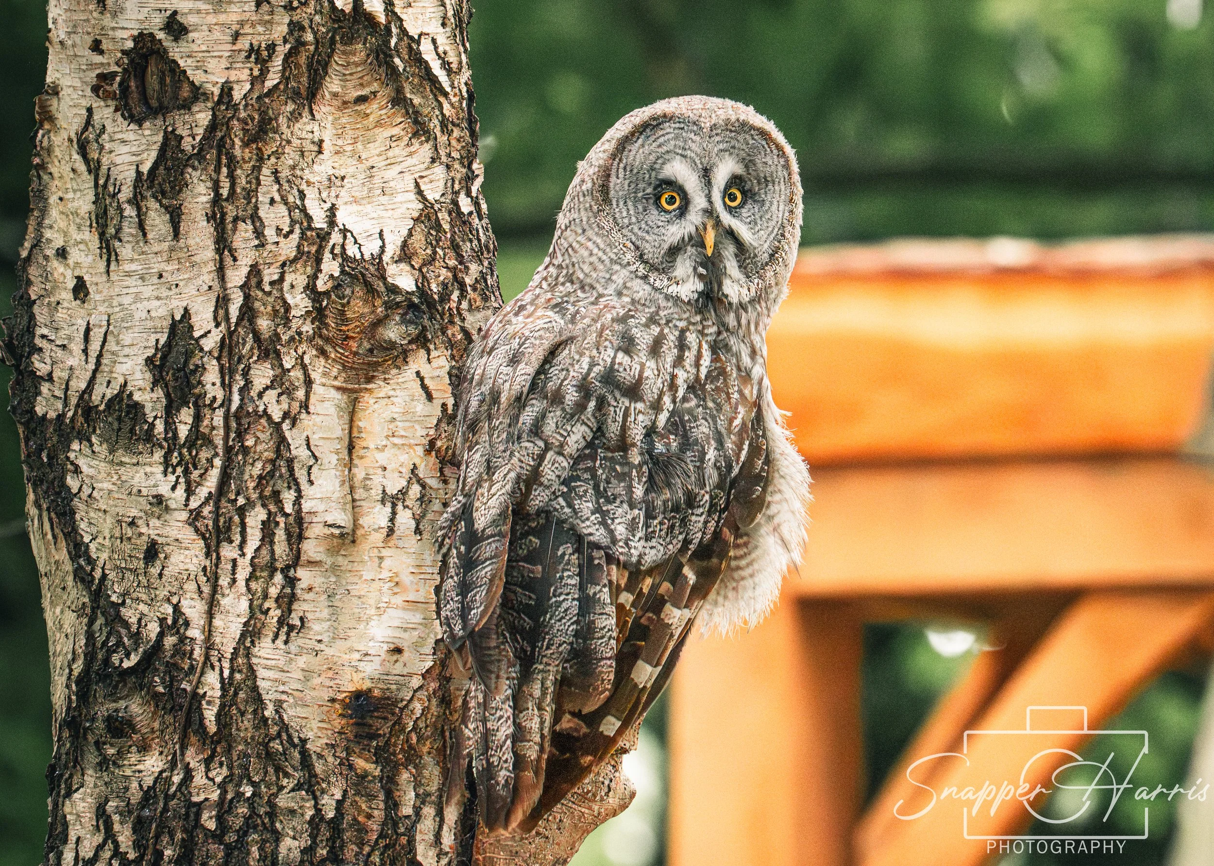 OWLS & KINGFISHER-52.jpg