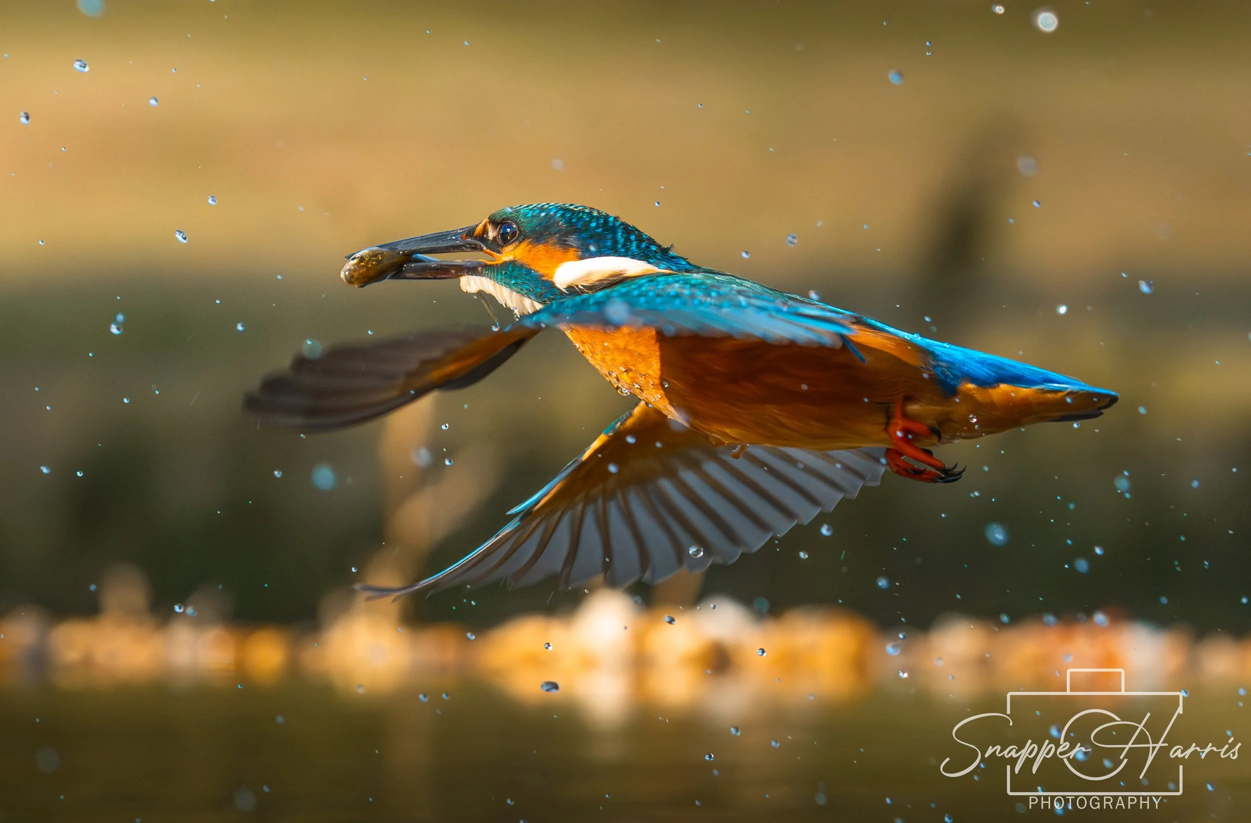 A kingfisher bird flying over water with a fish in its beak, spray of water droplets surrounding it.