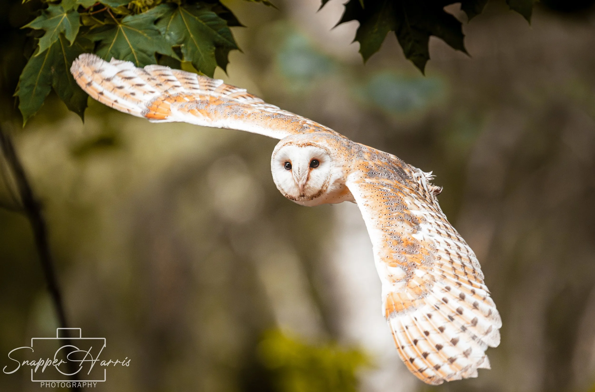 OWLS & KINGFISHER-71.jpg