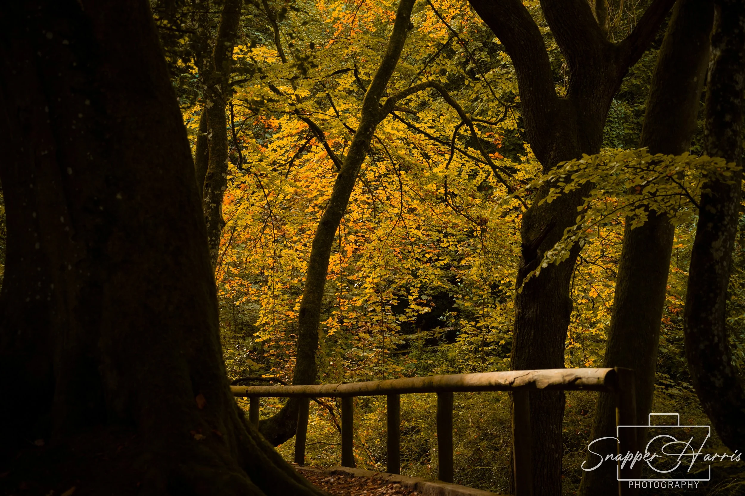 ninesprings 14_1.jpg