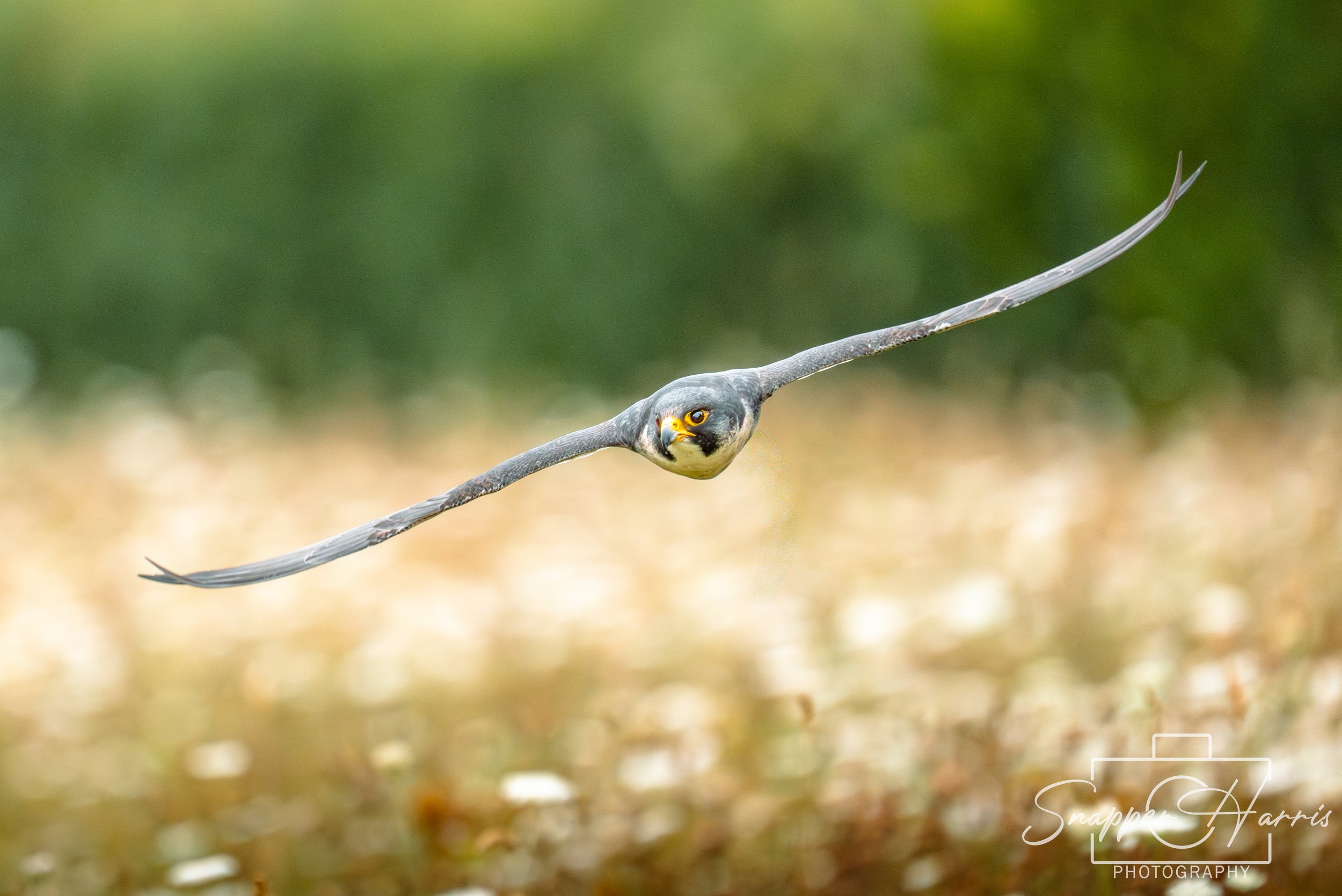 OWLS & KINGFISHER-77.jpg