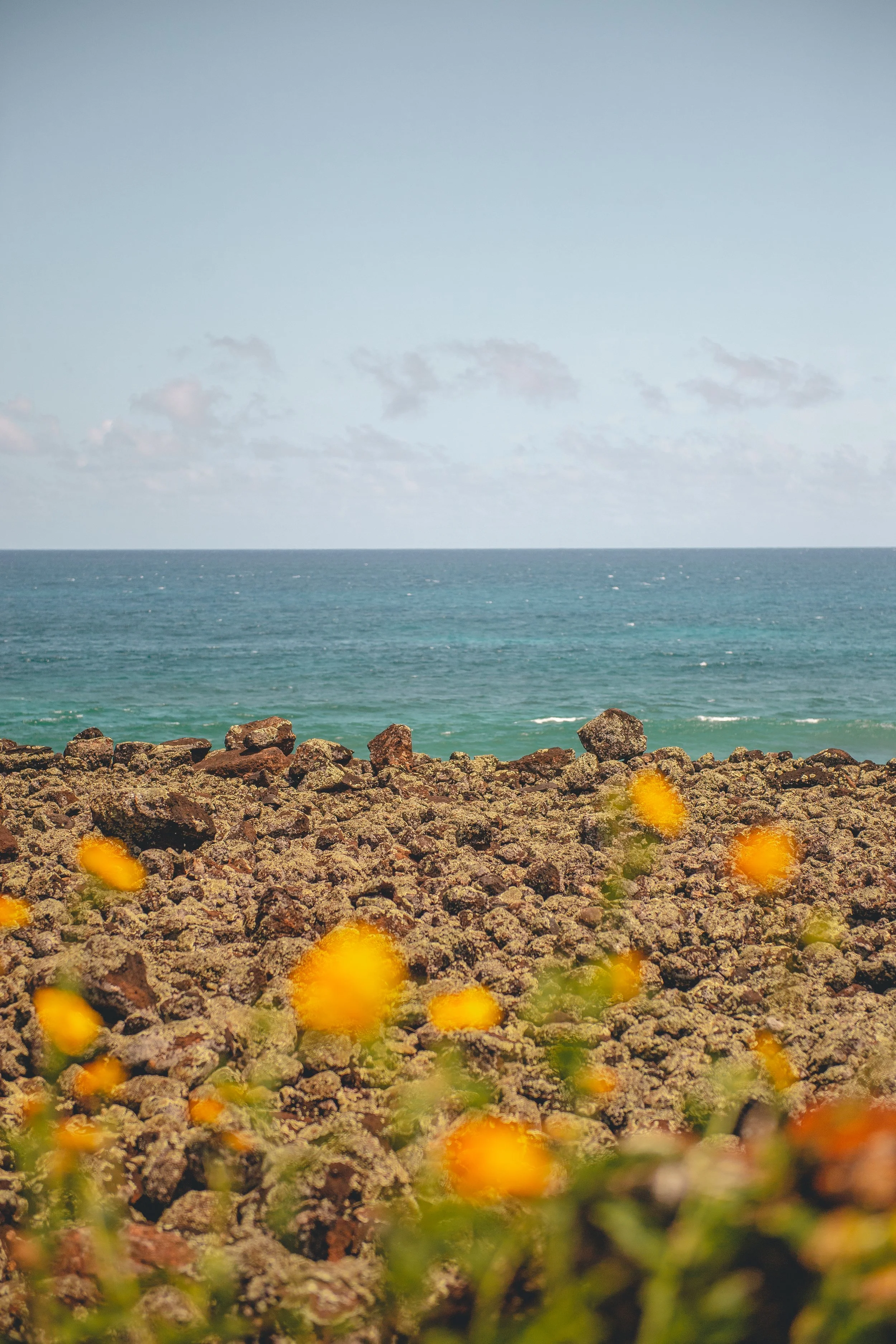 Rocky shoreline with yellow flowers in foreground, blue ocean waves, and cloudy sky in background.