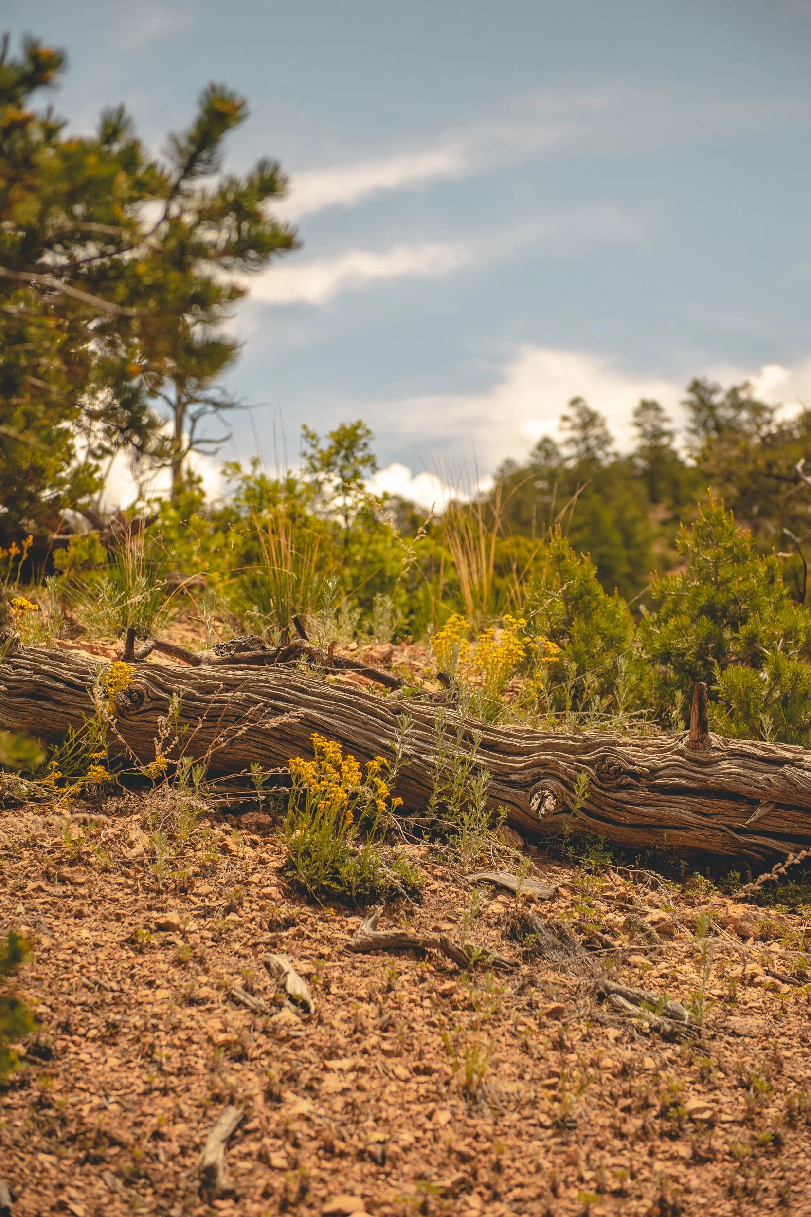 A desert landscape with dry, cracked ground, a fallen weathered tree branch, various small green bushes and yellow wildflowers, and a few taller trees against a partly cloudy sky.