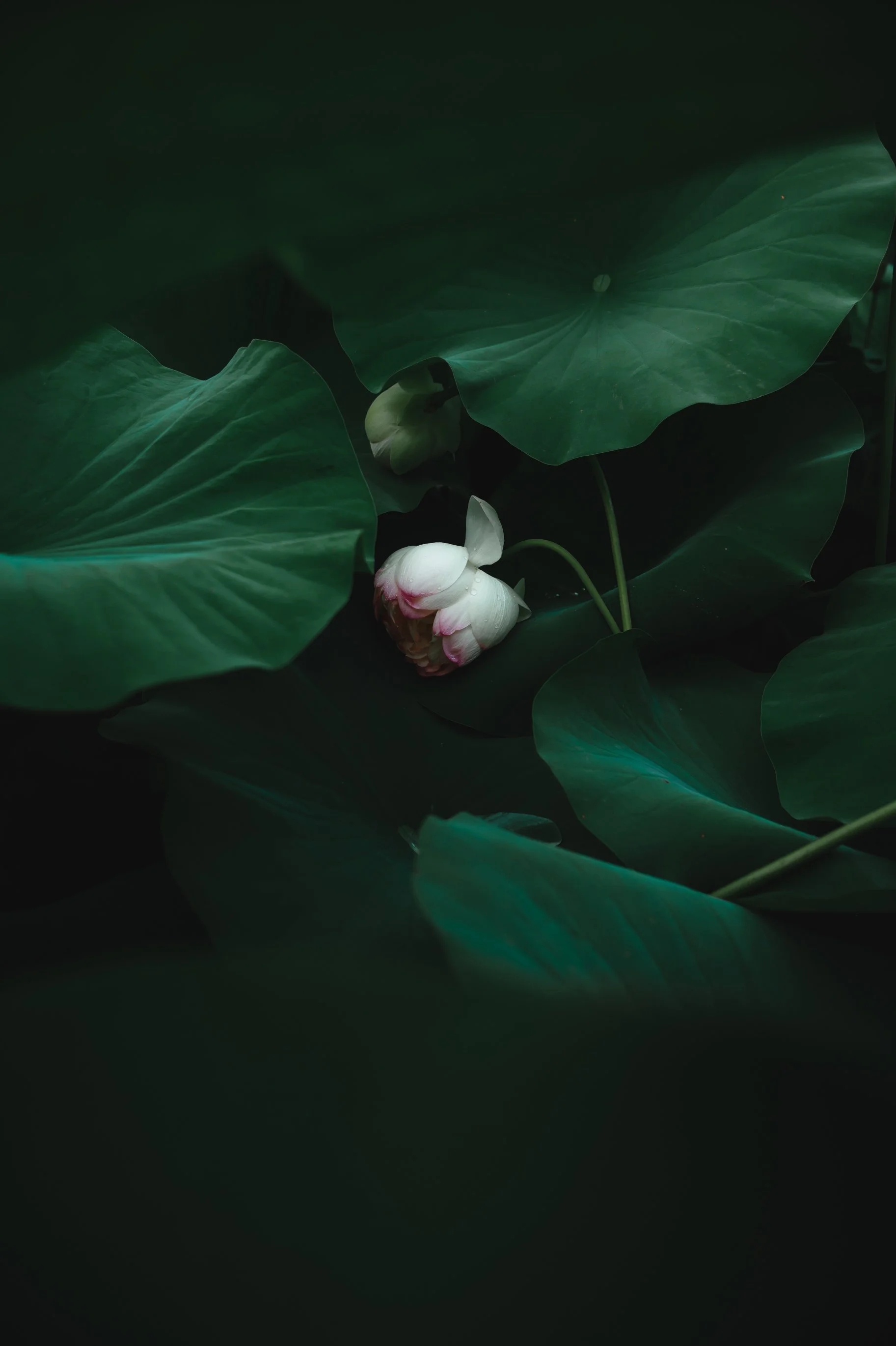 A pink and white lotus flower among large green leaves with dark background.