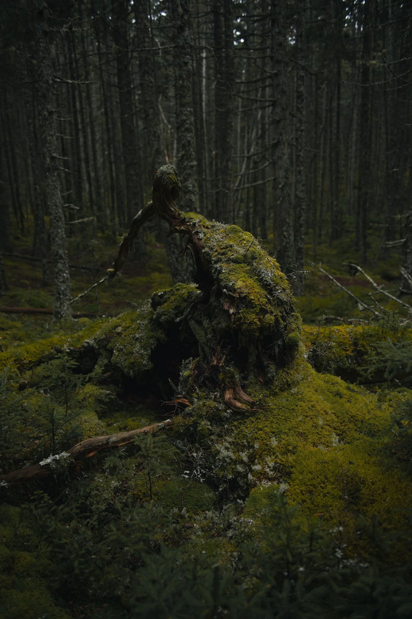Dark moss-covered forest scene with a fallen, mossy tree stump.