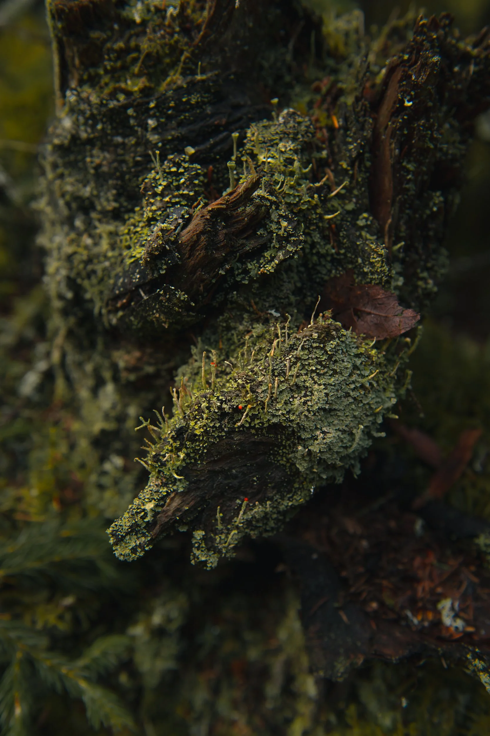 Close-up of a tree trunk covered in green and yellow lichen, moss, and small fungi.