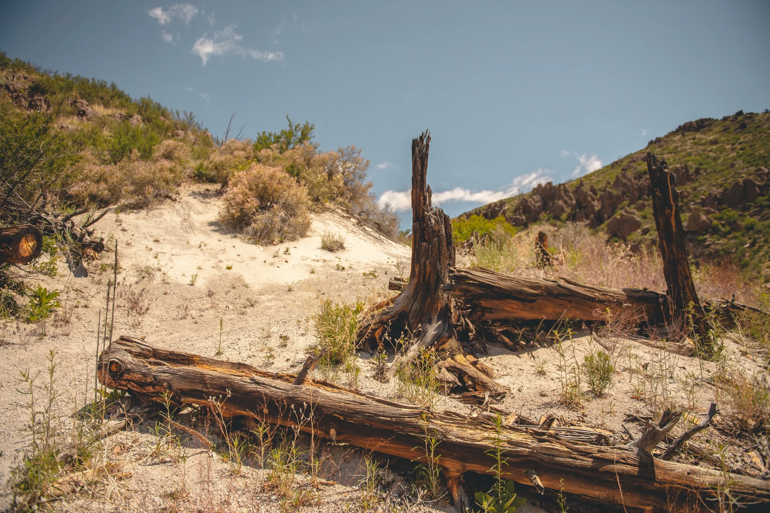 Dry desert landscape with fallen and weathered tree trunks, sparse bushes, and rocky hills under a blue sky.