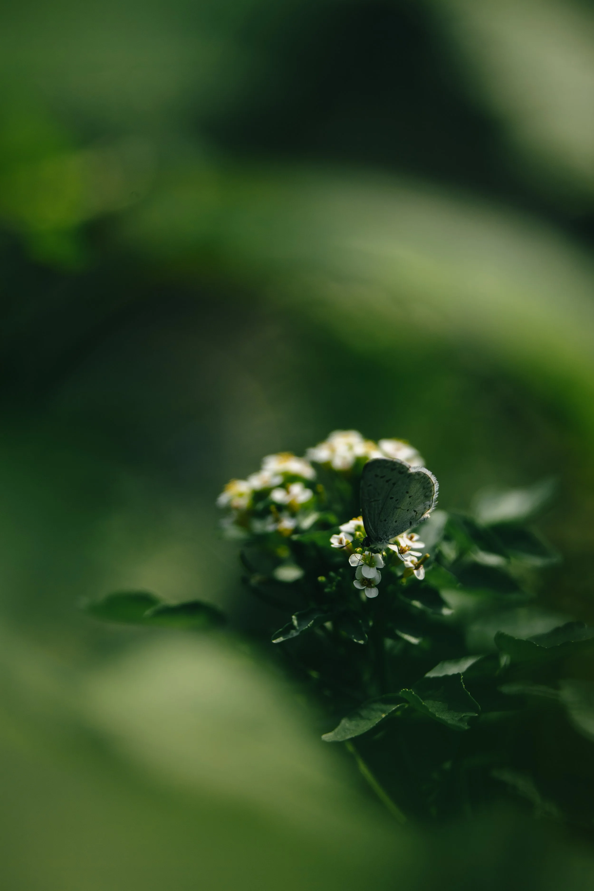 A small green butterfly with black spots on white flowers on green plant leaves in a blurred green background.