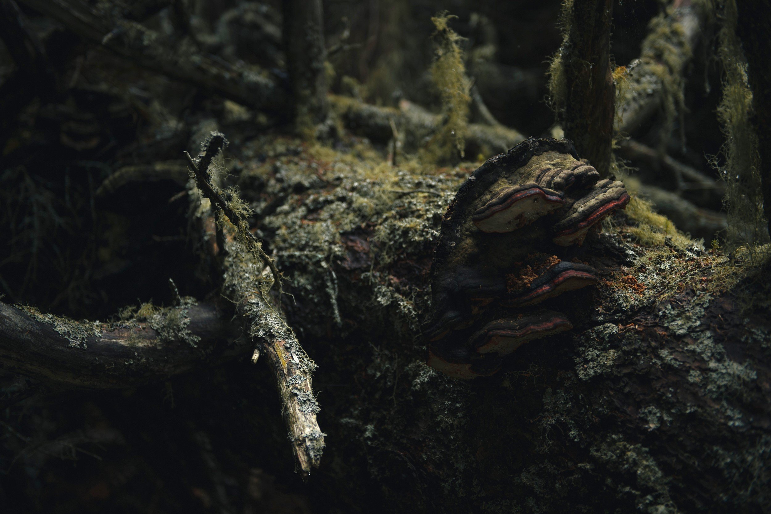 Close-up of a decaying log in a forest, covered with moss, lichen, and fungi.