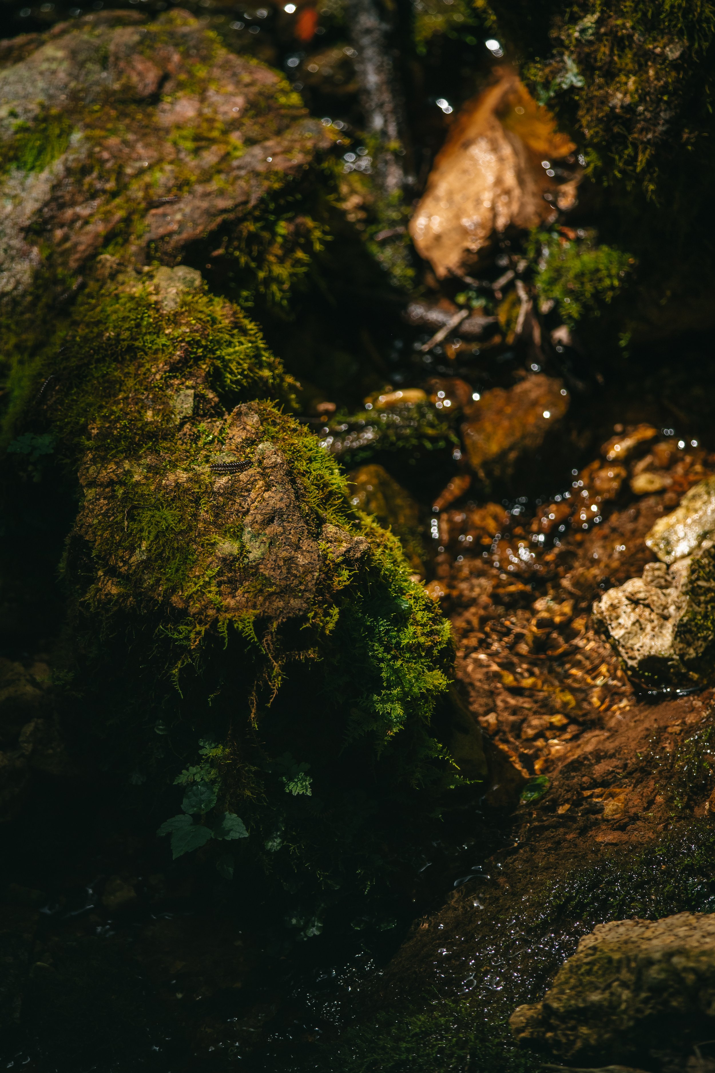 Close-up of moss-covered rocks and small plants in a shallow, moist stream with clear water.