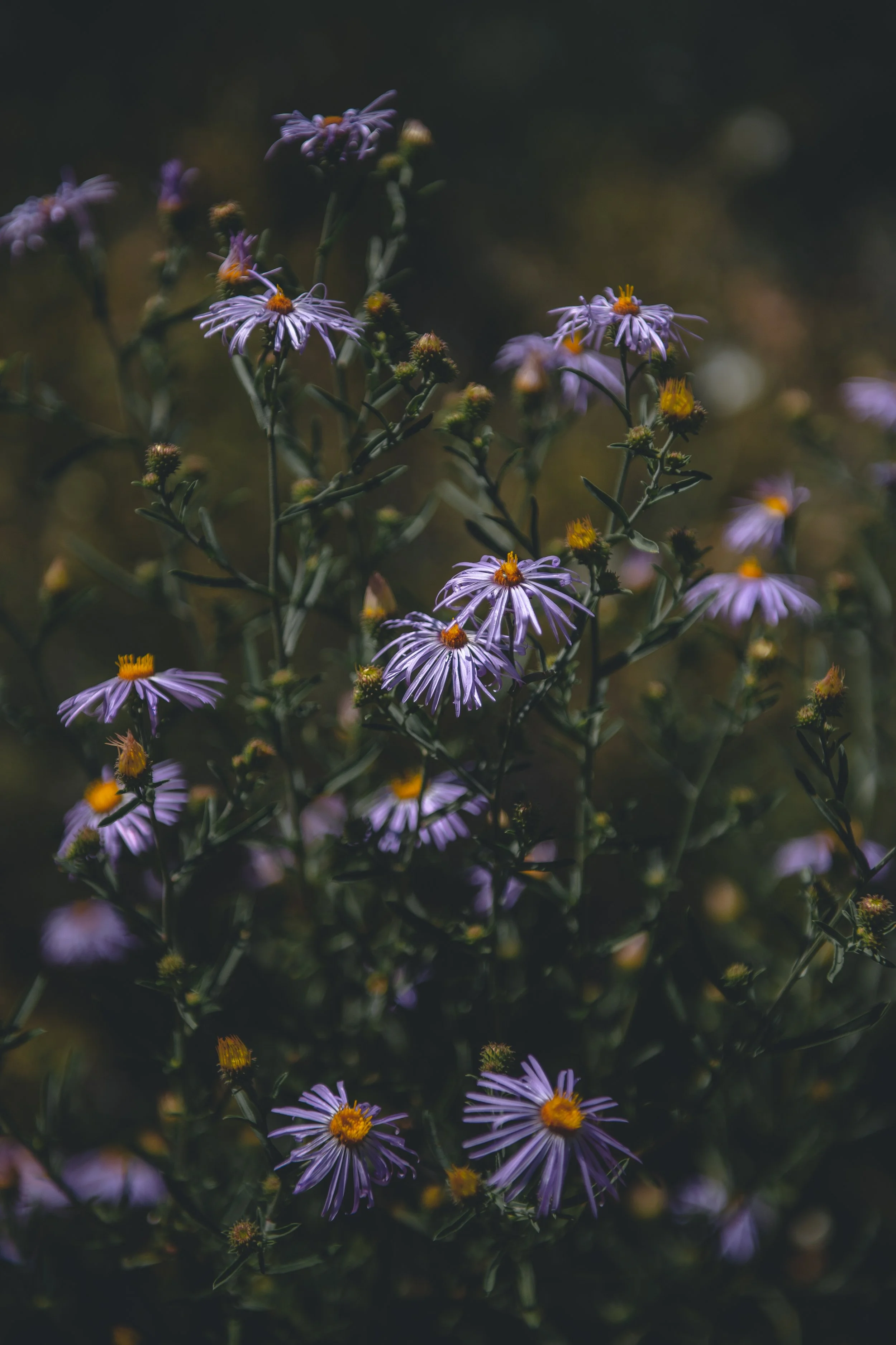 Cluster of purple flowers with yellow centers against a dark background.