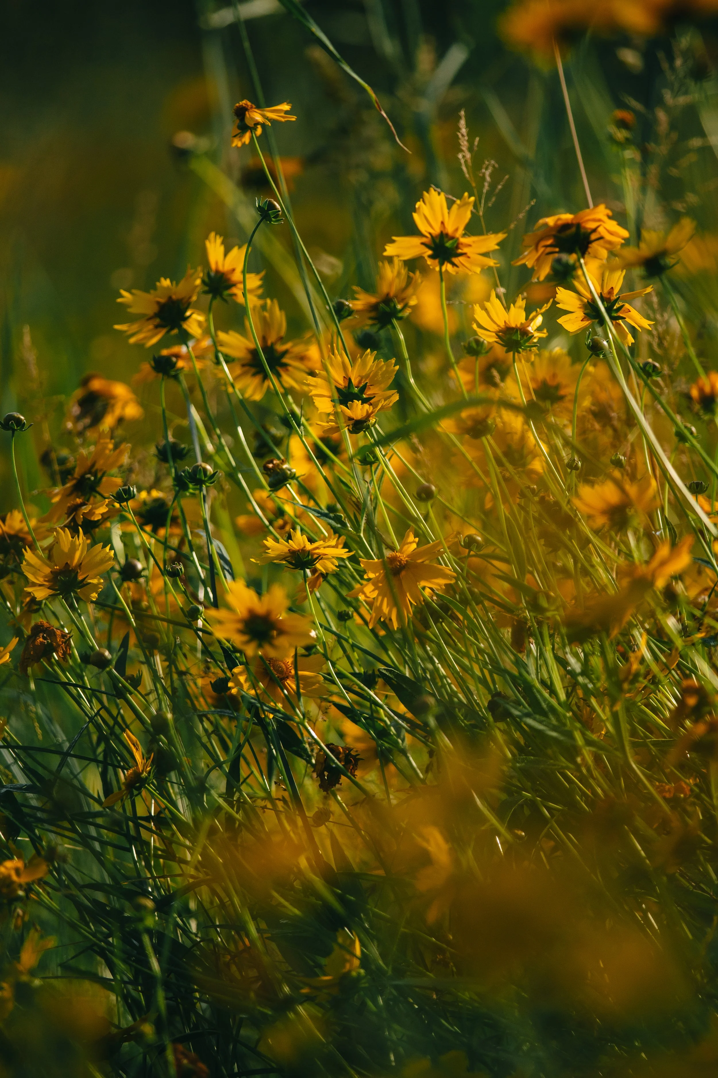A field of yellow wildflowers illuminated by sunlight with green stems and leaves.
