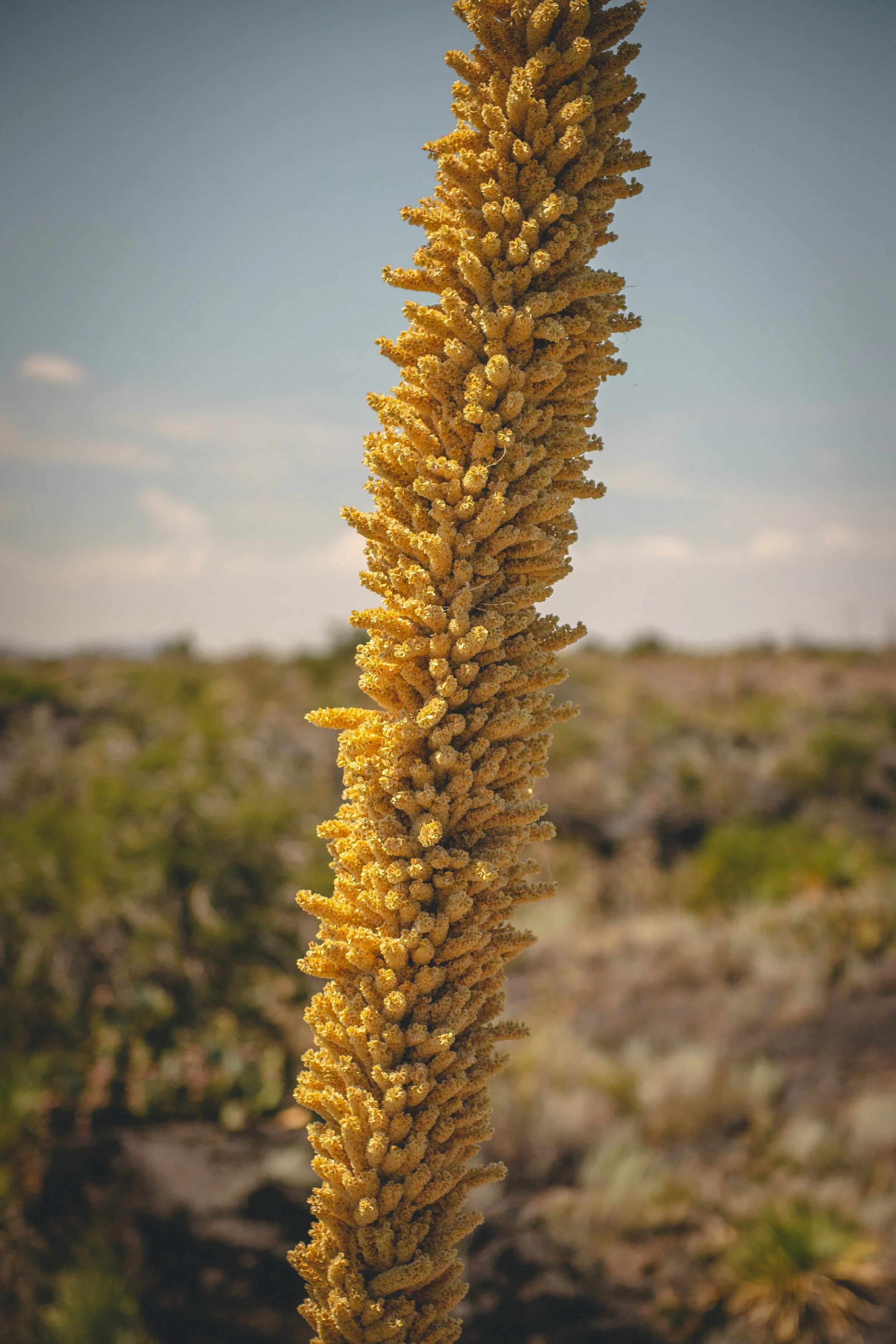Close-up of a tall, yellow desert plant with dense, branching clusters of tiny flowers, against a background of a desert landscape and a partly cloudy sky.