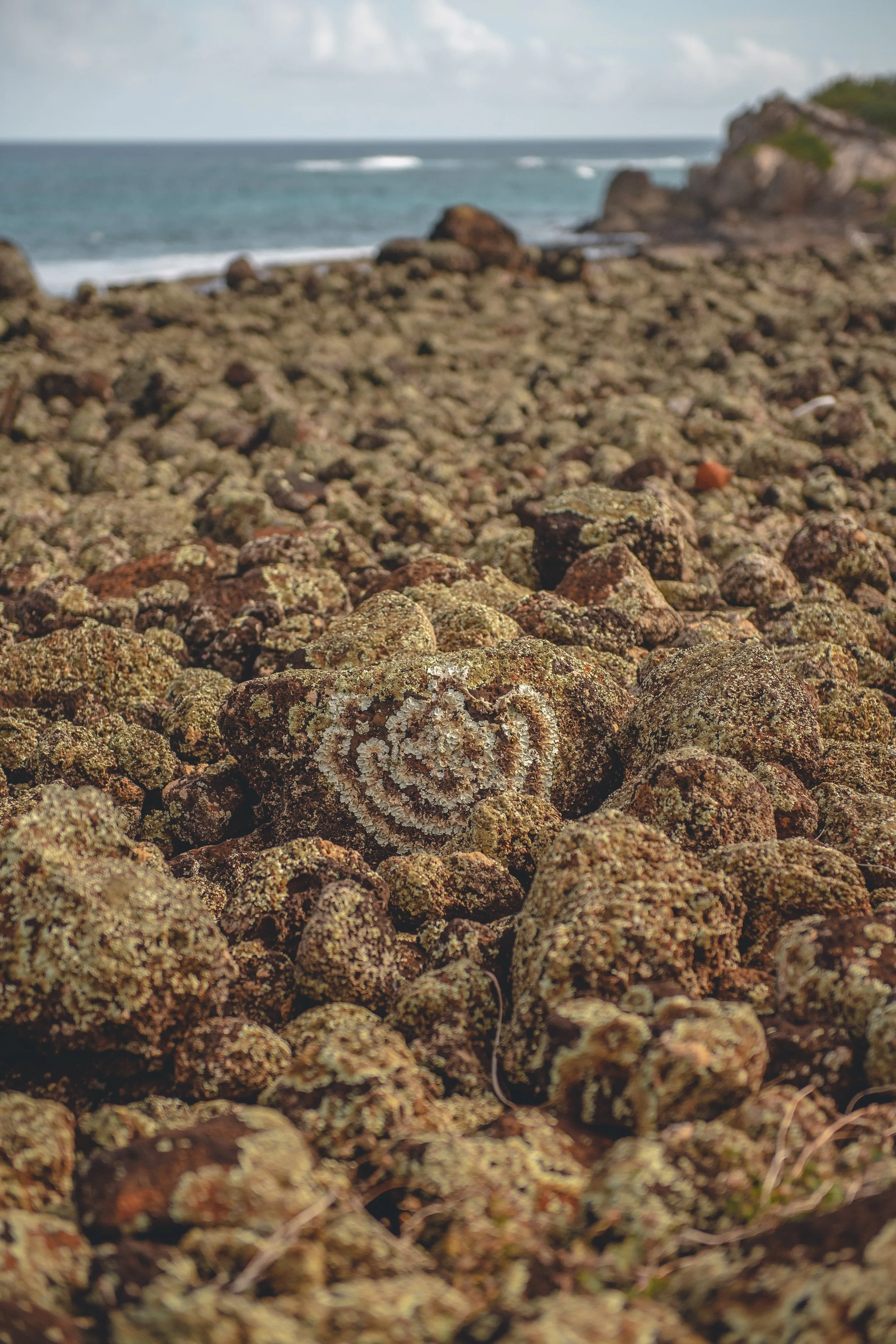 Close-up of lichen-covered rocks on a beach with ocean and a rocky headland in the background.