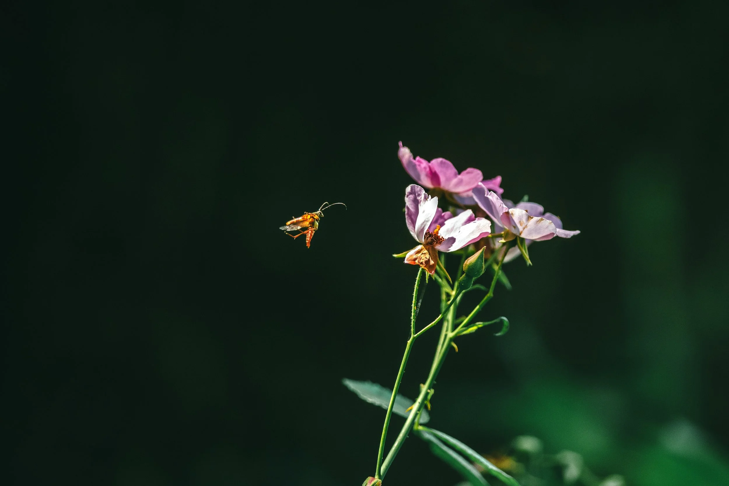 A small orange insect flying near a cluster of pink and white flowers against a dark green background.
